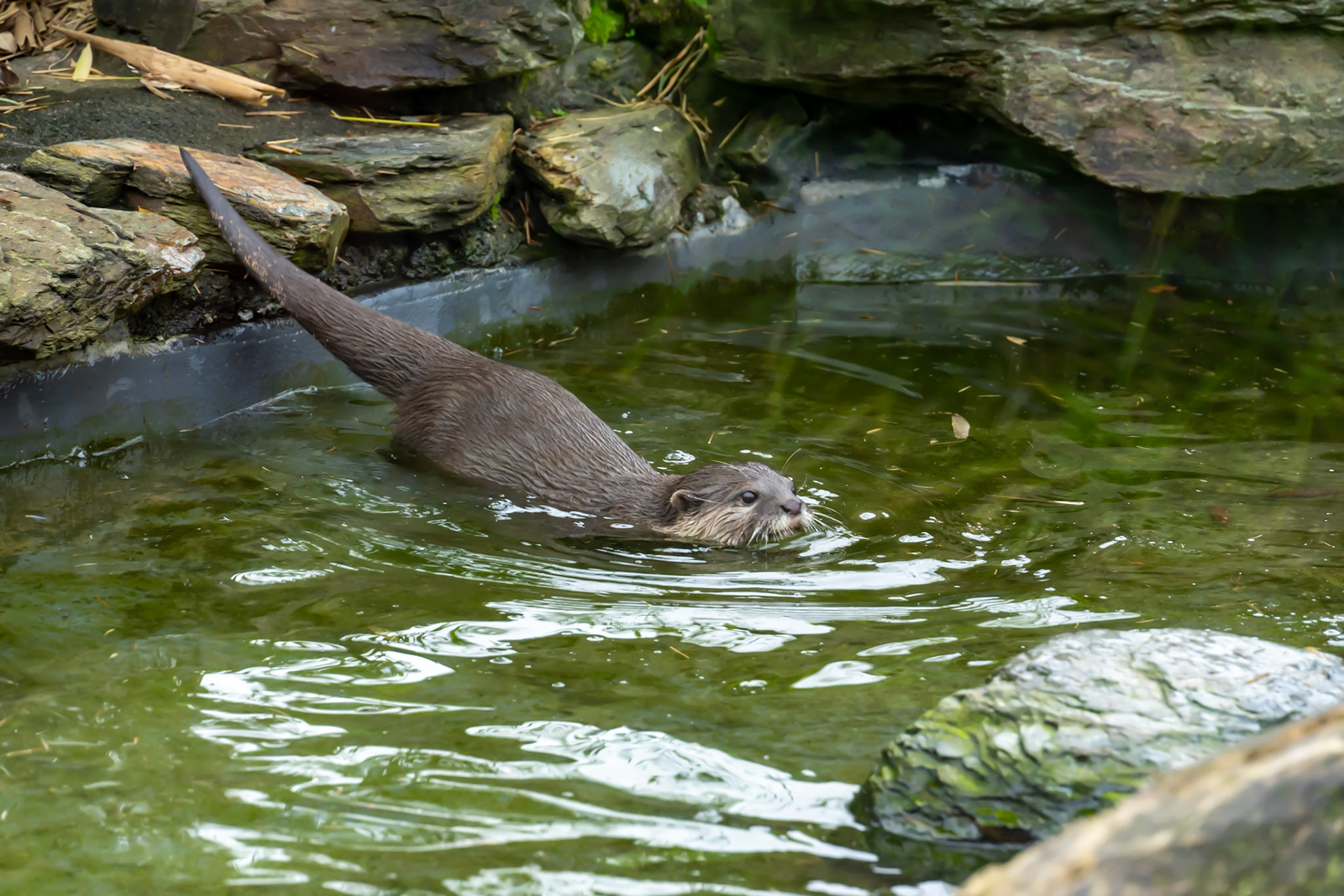 Asian small-clawed otter