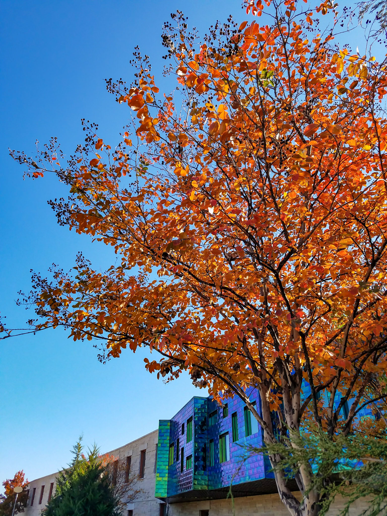 Wylie, TX, US - Nov 30, 2017: Fall leaves at the city center