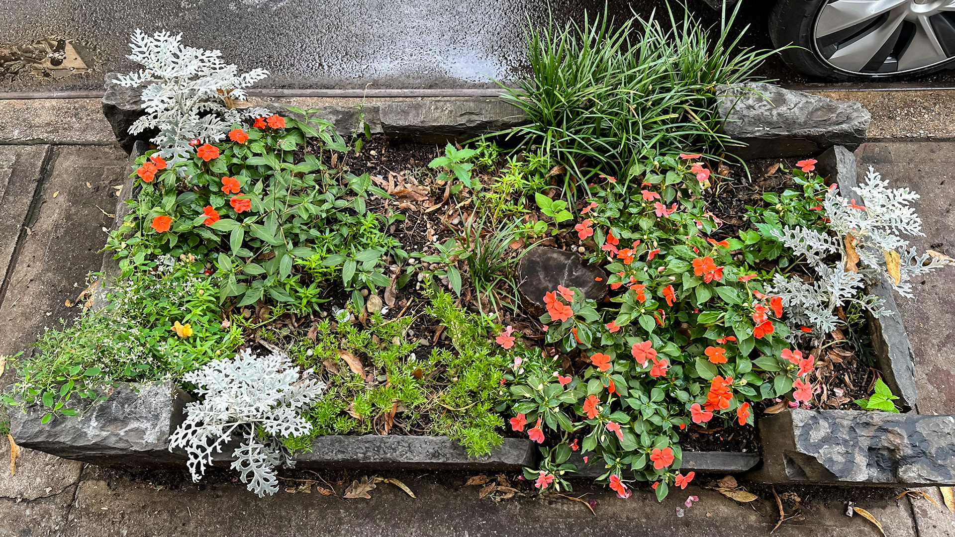 New York, NY, US - Aug 25, 2023: Sidewalk planter full of green plants, silver leaves, and red flowers