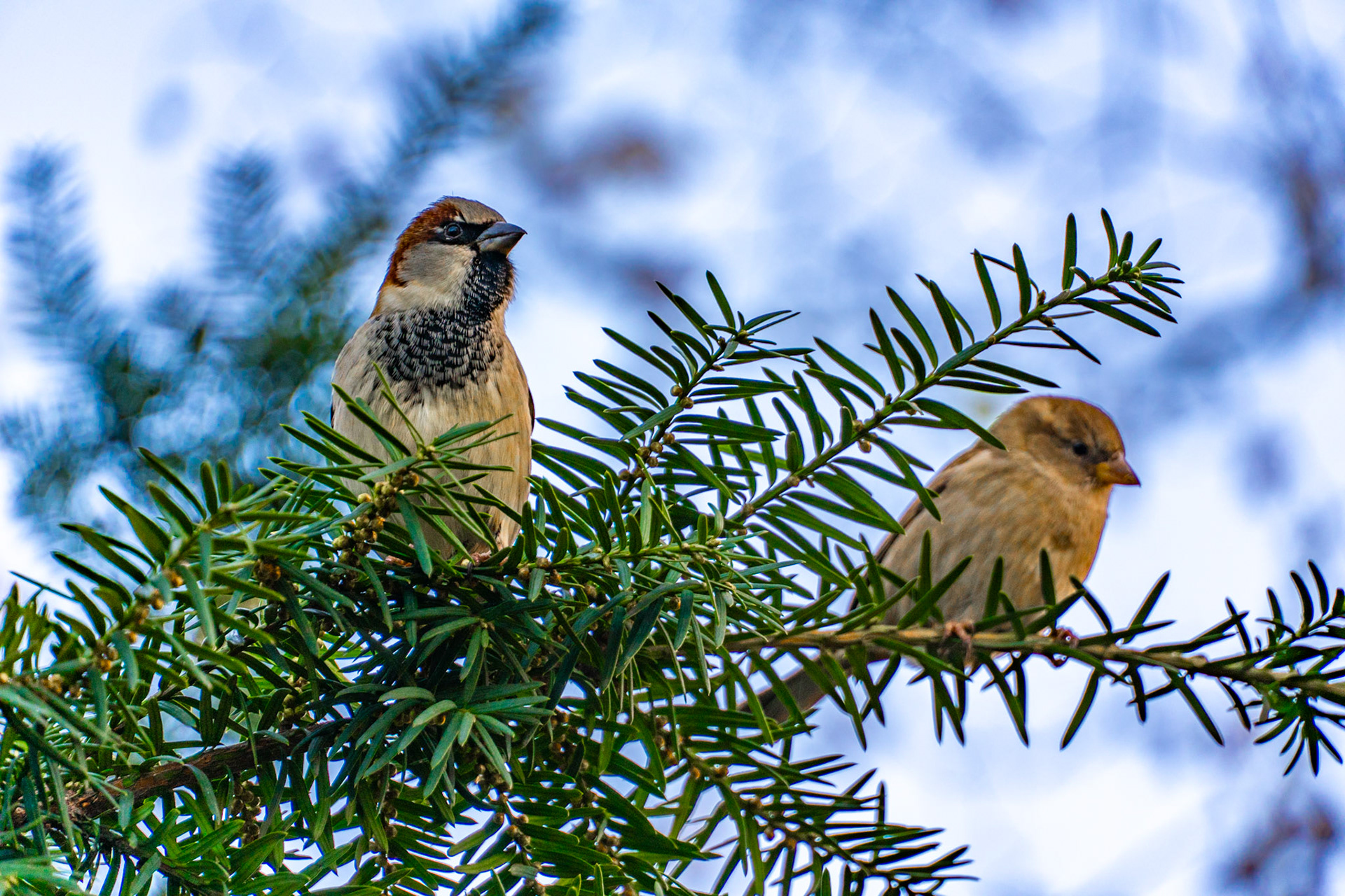 Male and female American house sparrows in Central Park