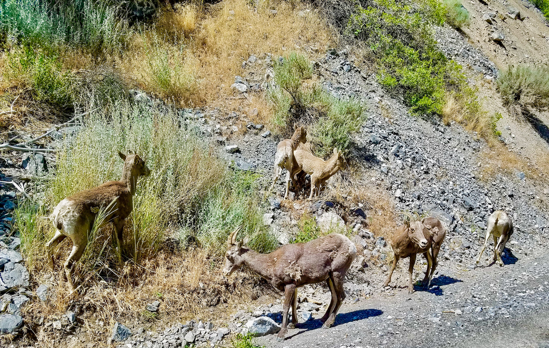 Mountain goats