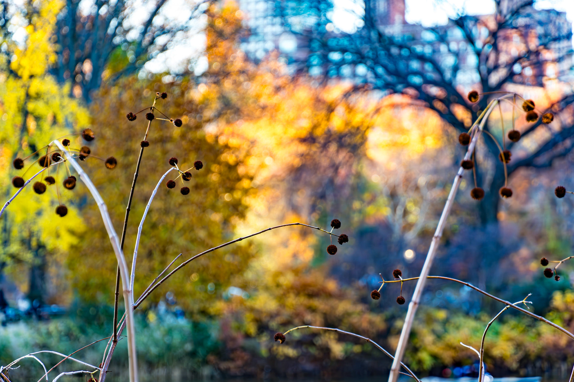 Central Park foliage