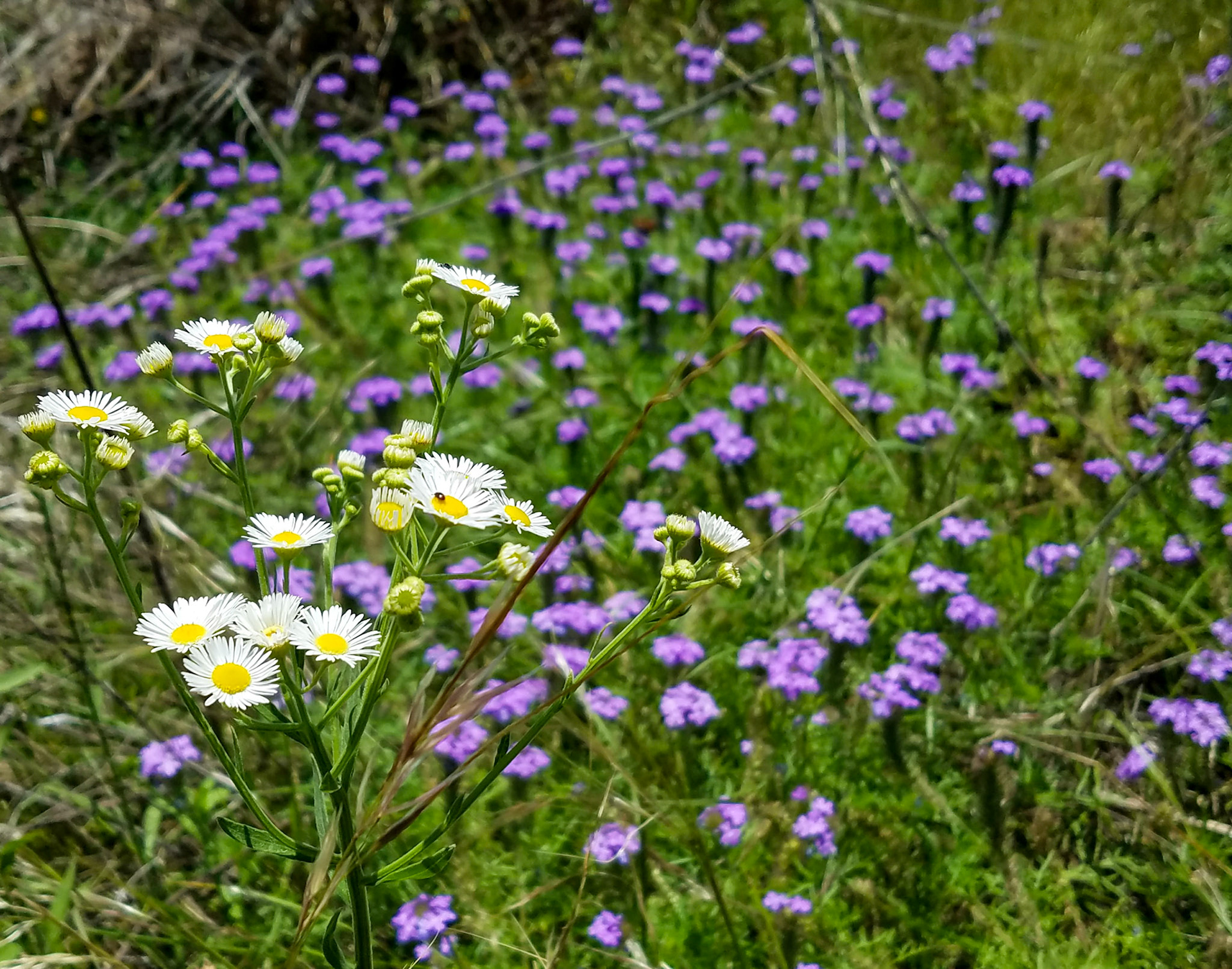 Richardson, TX, US - May 6, 2017: White and purple flowers