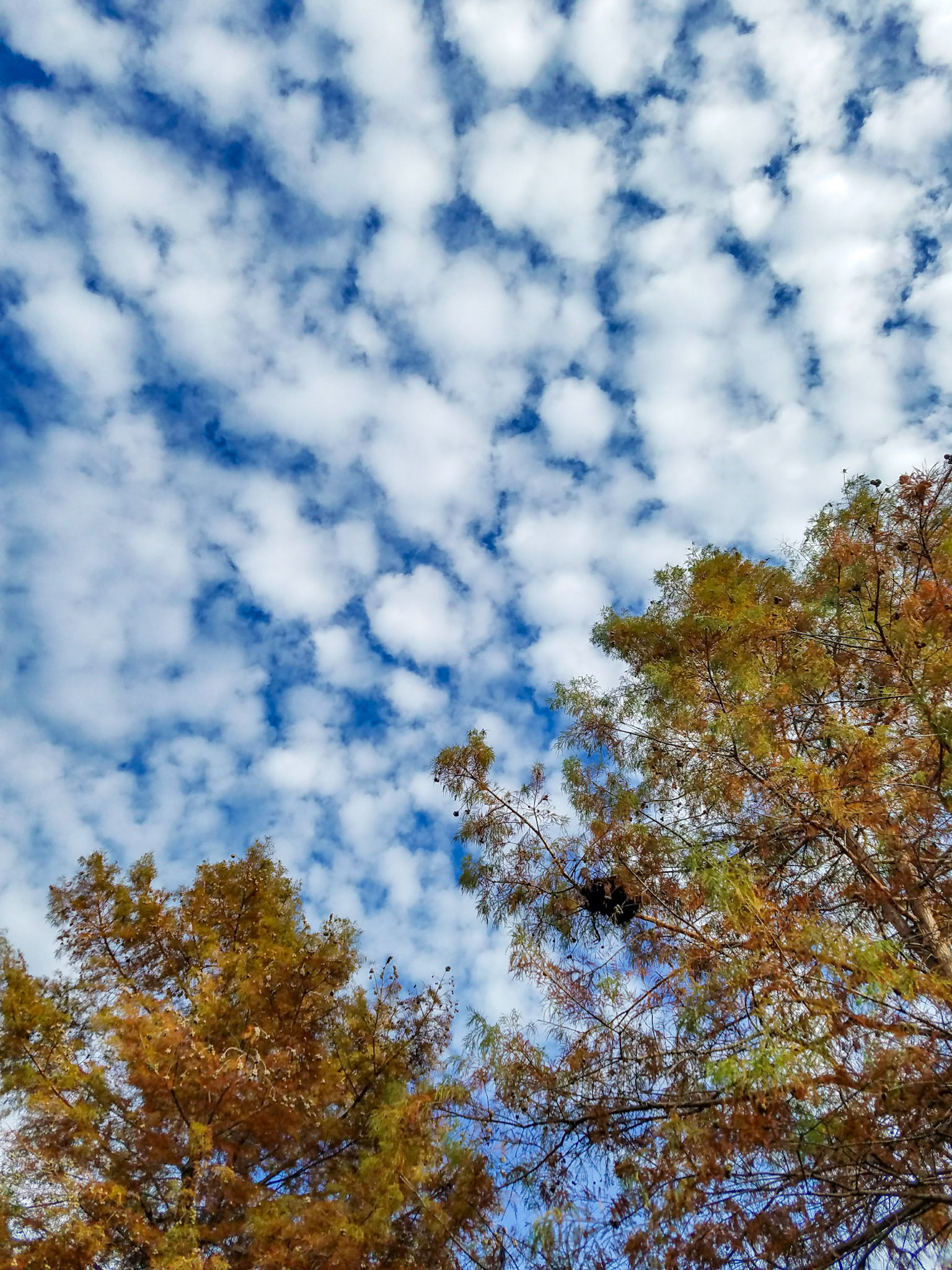 Wylie, TX, US - Nov 25, 2017: Puffy white clouds above amber trees