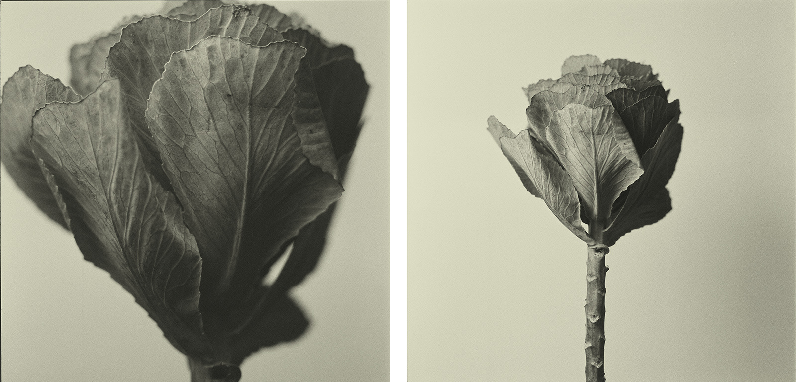 fineart bloem met analoge camera 