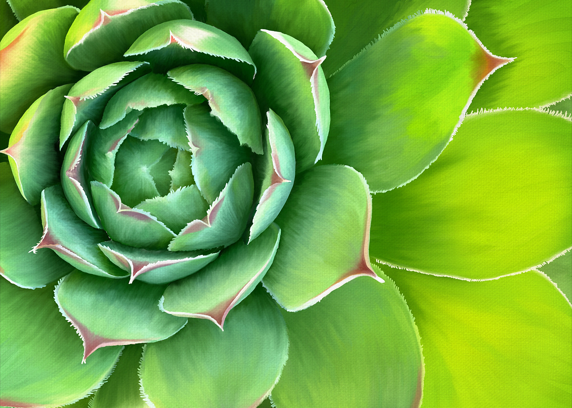Garden Succulent