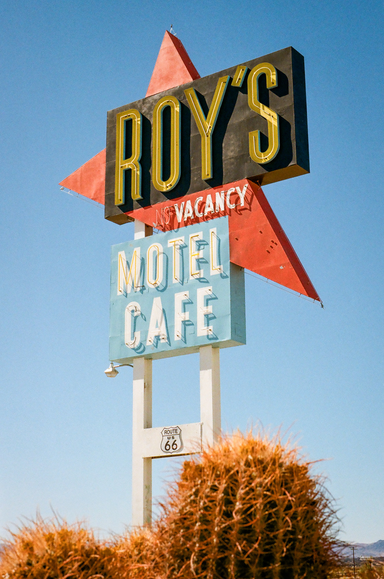 Roy's Cactus