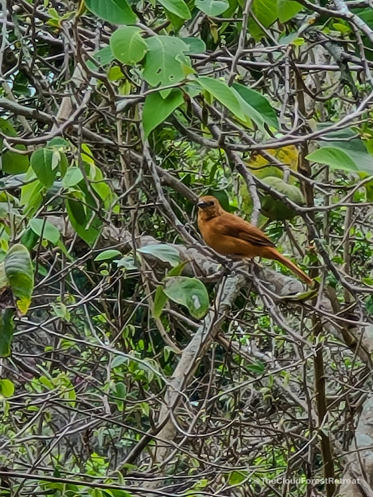 White-lined Tanager