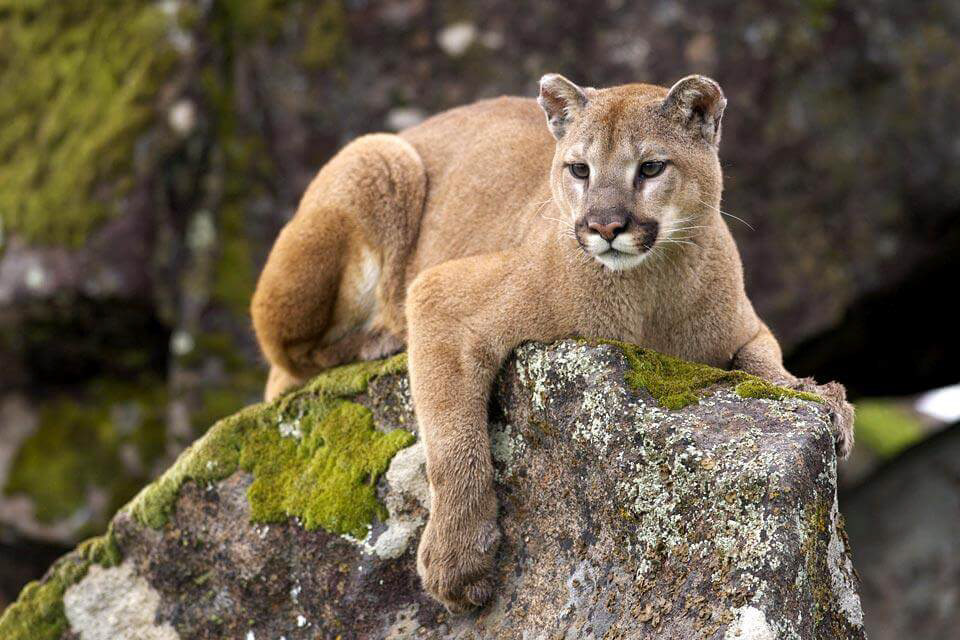 Pumas, also known as mountain lions or cougars, are found in various habitats throughout Ecuador, including the Andes Mountains, Amazon rainforest, and coastal regions. In Ecuador, pumas are classified as a vulnerable species, as their populations have declined due to habitat loss, hunting, and conflicts with humans and livestock. Despite this, they are still present in many protected areas, such as the Yasuni National Park, the Podocarpus National Park, and the Sumaco Napo-Galeras National Park. Ecuadorian pumas are a subspecies of the North American cougar, but have some distinct characteristics, such as their smaller size and darker fur coloration. They are carnivorous and primarily feed on deer, rodents, and other small mammals. Pumas are solitary animals and are mostly active at dawn and dusk. They are skilled hunters and use their powerful legs to leap up to 20 feet in a single bound to catch their prey. Due to their elusive nature, pumas are not commonly seen in the wild, but there have been sightings reported in various regions of Ecuador. It's important to note that if you encounter a puma in the wild, it's important to give them plenty of space and avoid any aggressive or threatening behavior.