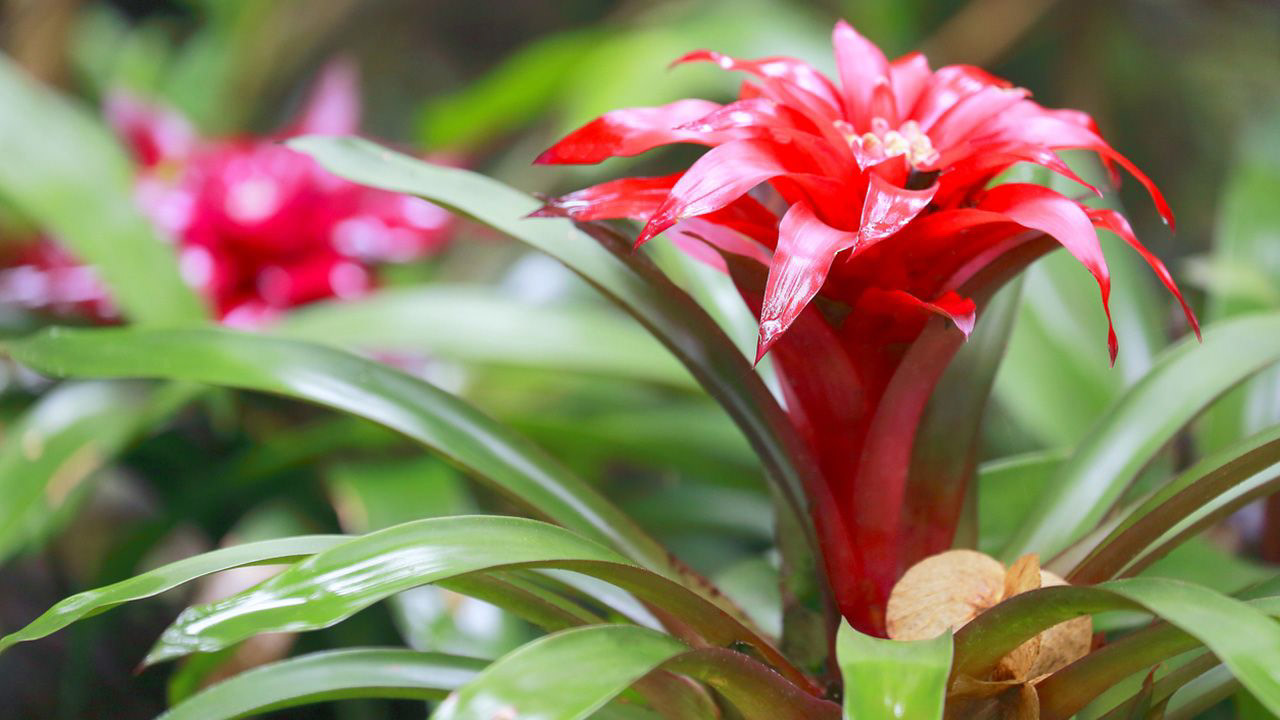 Bromeliads are a family of plants that are native to the tropical regions of the Americas. They are characterized by their distinctive rosette-shaped leaves, which form a central cup or tank that collects water. Bromeliads are adapted to a wide range of habitats, including rainforests, deserts, and high-elevation regions.  Bromeliads are prized for their striking and diverse appearance, with many species featuring colorful foliage and unique shapes. Some species produce brightly colored flowers that are pollinated by hummingbirds, butterflies, and other insects.  Bromeliads are also ecologically important, as they provide habitat and food for a variety of wildlife, including frogs, lizards, and insects. The water that collects in the central cup of the plant can serve as a breeding ground for mosquitoes, but many bromeliads have evolved specialized adaptations to prevent this, such as producing chemicals that repel or kill mosquito larvae.  Bromeliads are popular in horticulture, both as indoor and outdoor plants, and are commonly used in landscaping and garden design. They are relatively easy to care for and can thrive in a variety of growing conditions. Overall, bromeliads are a fascinating and diverse group of plants that are appreciated for their beauty, adaptability, and ecological importance.