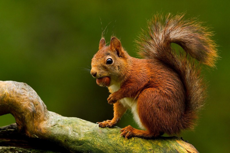 The Ardilla roja amazónica norteña, also known as the northern Amazon red squirrel, is a squirrel species found in the Amazon rainforest in Ecuador and other parts of South America. These squirrels have a reddish-brown fur coat and a long, bushy tail that they use for balance and communication. They are arboreal animals, spending most of their time in trees, where they forage for fruits, nuts, seeds, and insects. The northern Amazon red squirrel plays an important role in the rainforest ecosystem as a seed disperser, helping to spread the seeds of the fruits and nuts that they consume. They are also prey for a variety of predators, including birds of prey, snakes, and wild cats. The northern Amazon red squirrel is not currently considered to be threatened or endangered, but like many species in the Amazon rainforest, their habitat is threatened by deforestation and other forms of human development. Conservation efforts are being made to protect the rainforest and the many species, including the northern Amazon red squirrel, that call it home.