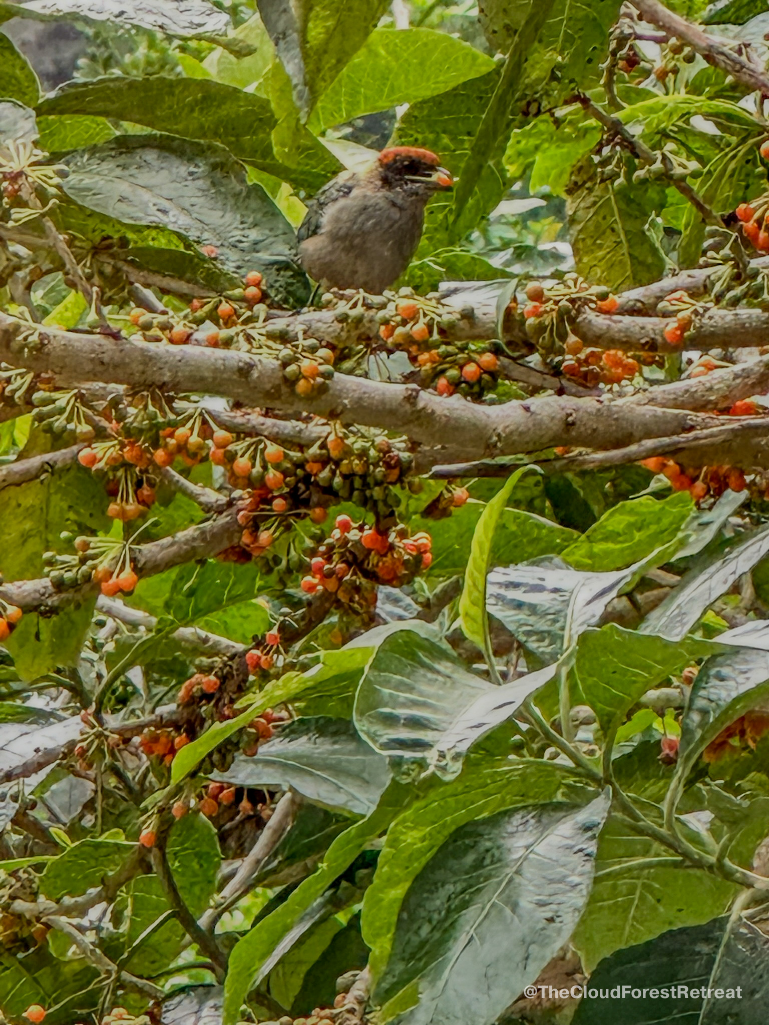 Scrub Tanager