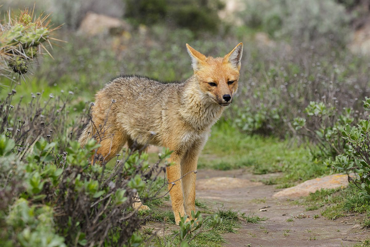 The Zorro Andino, also known as the Andean fox or culpeo, is a fox species that is found throughout much of South America, including Ecuador. In Ecuador, the Andean fox is found in the Andean mountain range and the páramo grasslands. They have a distinctive reddish-brown fur coat and a bushy tail, which they use for balance and warmth in cold environments. Andean foxes are omnivorous, with a diet that includes small mammals, birds, insects, and fruits. They are also known to scavenge on carrion and have been observed hunting domestic livestock, which has led to conflicts with local farmers. The Andean fox is an important predator in its ecosystem, controlling the population of rodents and other small mammals. They are also important prey for larger predators such as pumas and Andean condors. In Ecuador, the Andean fox is classified as a species of least concern by the International Union for Conservation of Nature (IUCN), but their populations are threatened by habitat loss and hunting. Conservation efforts are being made to protect their habitat and reduce human-wildlife conflicts.