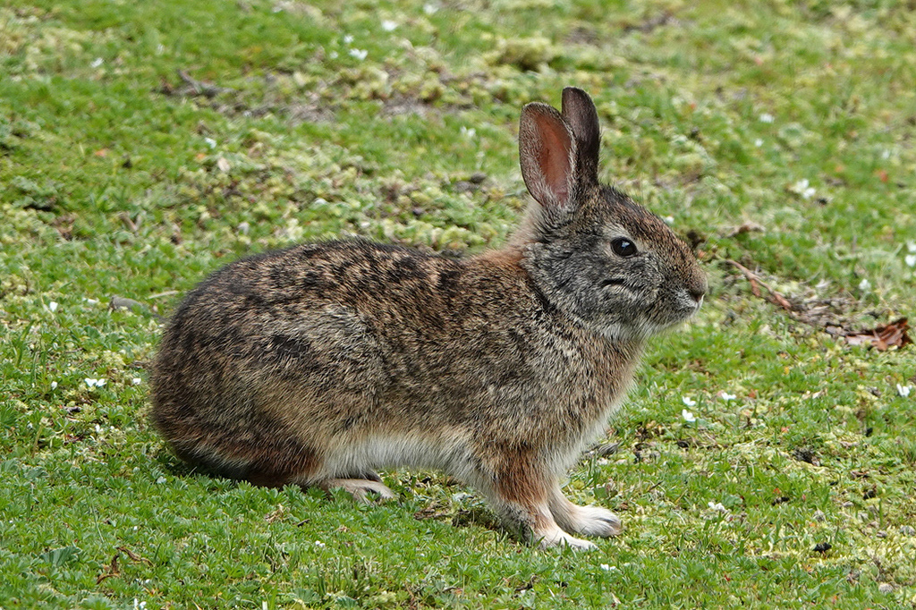 The Conejo andino, also known as the Andean rabbit or Andean cottontail, is a species of rabbit that is found in the Andean highlands of Ecuador and other parts of South America. These rabbits have a brownish-gray fur coat and distinctive long ears. They are herbivorous and feed on a variety of plants and grasses found in their mountainous habitat. The Andean rabbit is a solitary animal, and spends much of its time hiding in burrows or under rocks to avoid predators such as foxes, pumas, and birds of prey. The Andean rabbit is classified as a vulnerable species, with populations declining due to habitat loss and hunting. Conservation efforts are being made to protect their habitat and raise awareness about the importance of their conservation. The Andean rabbit is considered an important indicator of the health of the Andean highland ecosystem, and efforts to protect this species can benefit many other species in the region.