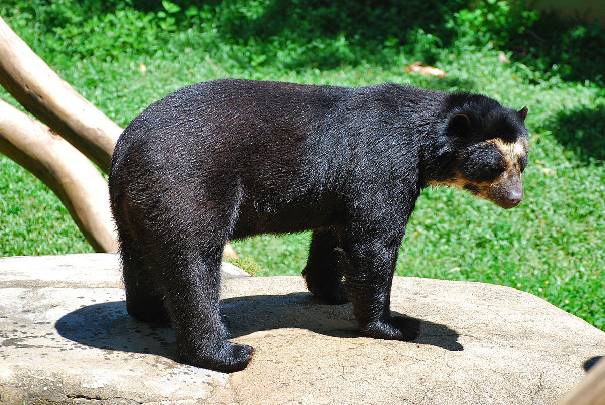 Oso de anteojos, also known as the spectacled bear, is a bear species native to South America. It is named after the distinctive white or light-colored fur around its eyes, which resembles eyeglasses or spectacles. Spectacled bears are the only bear species found in South America and are the smallest of the bear species in the Americas. They have a stocky build and a shaggy coat that can range from black to brown to reddish-brown. These bears are primarily herbivorous, with a diet that includes fruits, berries, leaves, and occasionally small animals such as insects and rodents. They are also excellent climbers and spend a lot of time in trees searching for food and sleeping in tree branches. Spectacled bears are solitary animals and are most active during the day. They are found in the Andean regions of South America, from Venezuela to Bolivia. Their habitat includes forests, cloud forests, and grasslands at high altitudes, up to 4,500 meters above sea level. Unfortunately, the spectacled bear population is declining due to habitat loss, poaching, and human-bear conflicts. Conservation efforts are being made to protect their habitat and raise awareness about the importance of their conservation.