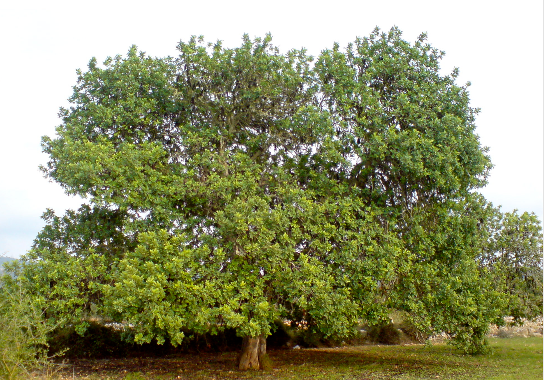 The Algarrobo tree, also known as the Prosopis tree, is a flowering tree that is native to South America, particularly in the Andean regions. It is a deciduous tree that can grow up to 20 meters tall and has a broad, spreading canopy that provides shade and shelter. The Algarrobo tree is known for its hard, durable wood, which is used for construction, furniture-making, and as a fuel source.  The Algarrobo tree is also valued for its edible pods, which are known as algarroba or mesquite pods. The pods are rich in nutrients, such as protein, fiber, and minerals, and have a sweet, caramel-like flavor. They are used as a food source for humans and animals, and are also used to make a natural sweetener called algarrobo syrup. In addition, the Algarrobo tree has medicinal properties and is used in traditional medicine to treat a variety of ailments, such as coughs, sore throats, and digestive problems.  The Algarrobo tree is an important part of South American ecosystems and plays a crucial role in preventing erosion and desertification. It is a hardy tree that can tolerate harsh conditions, such as drought and poor soil quality. However, like many other trees, the Algarrobo tree is threatened by deforestation, habitat loss, and climate change. Conservation efforts are underway to protect the tree and its ecosystem, and to promote sustainable harvesting practices for its wood and pods.