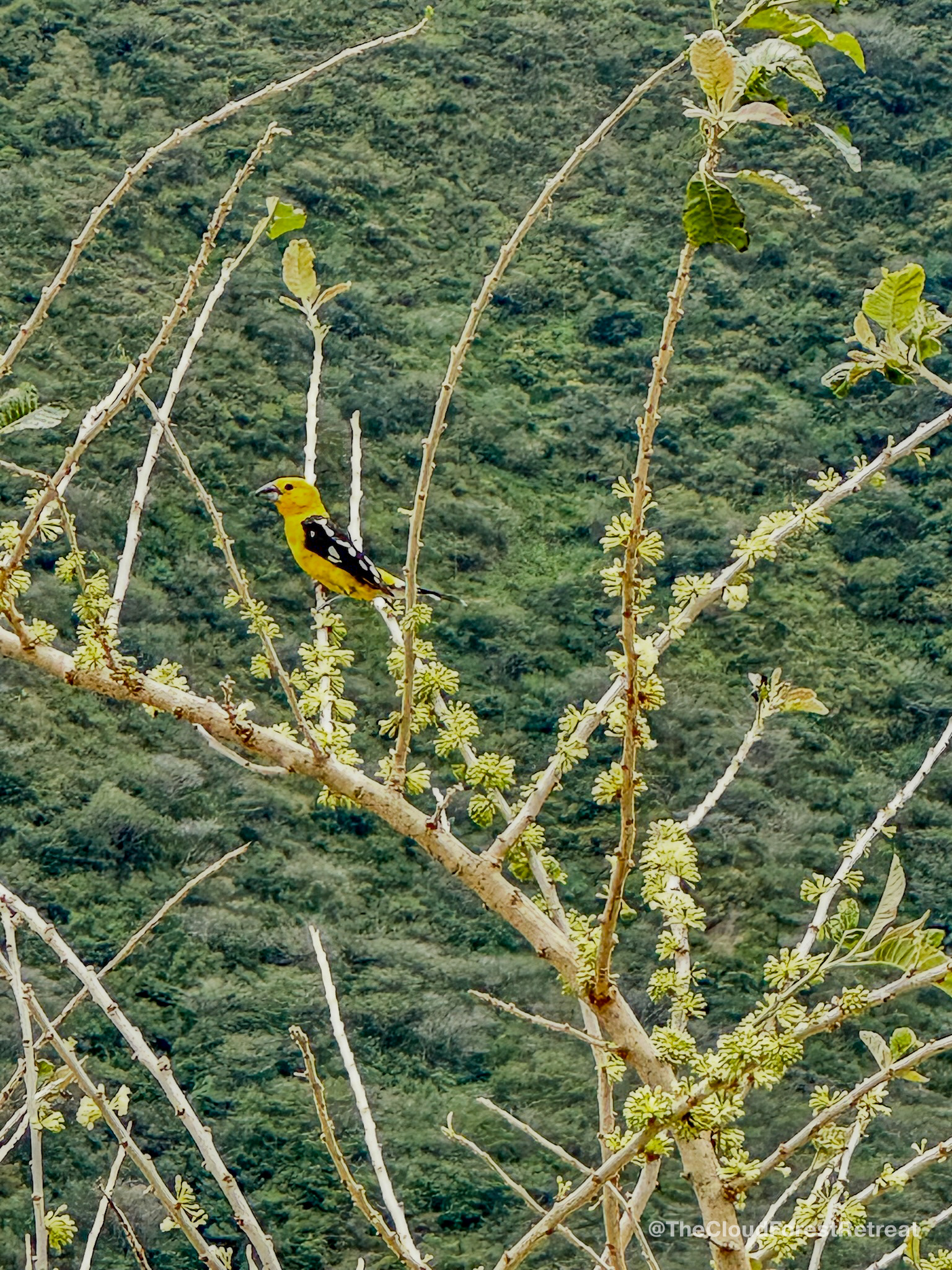 Yellow Grosbeak