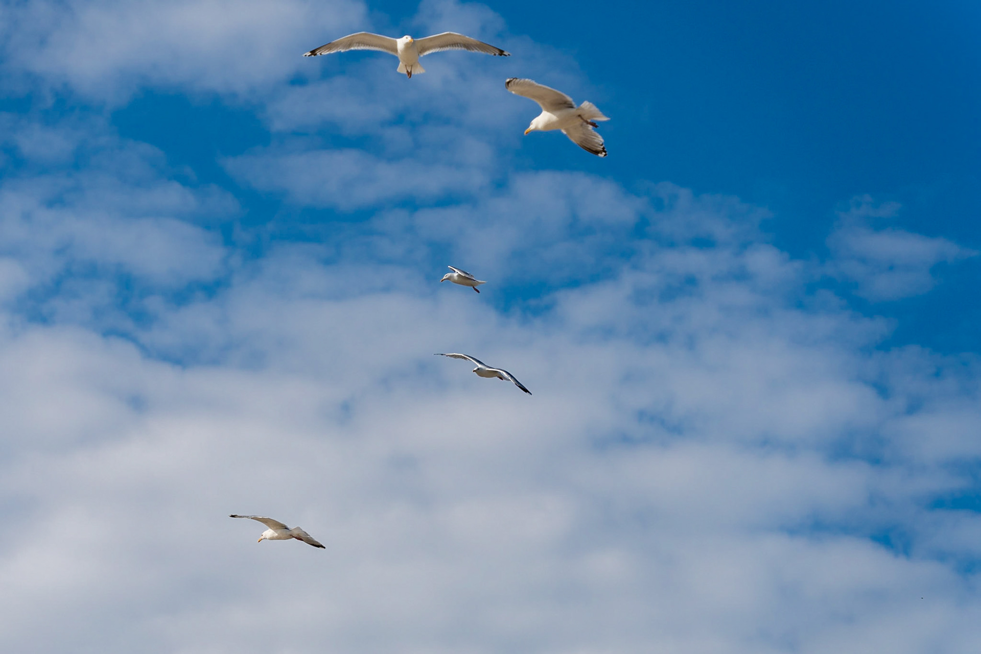 07 - Herring gulls - Zilvermeeuwen