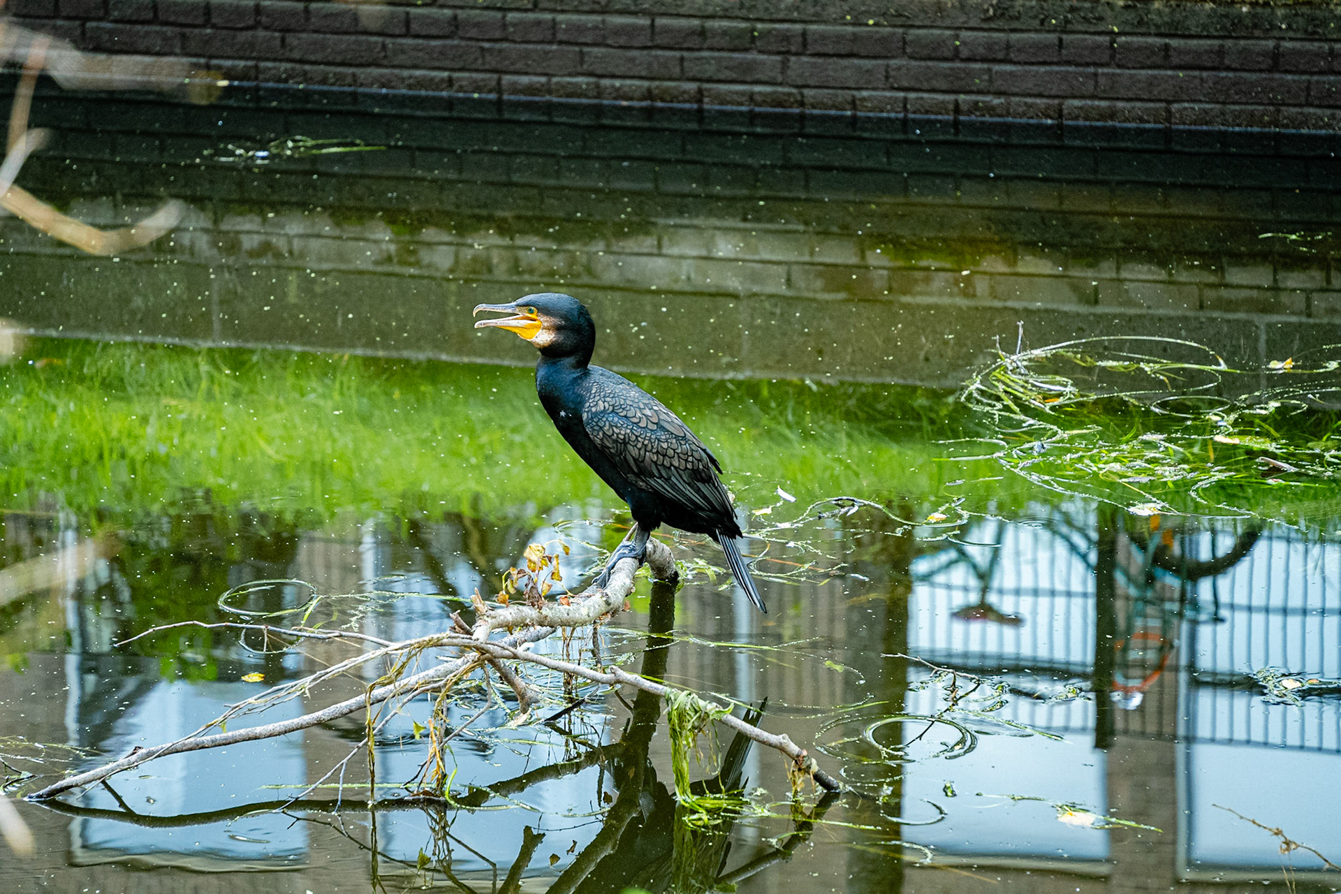 31 - Aalscholver - Cormorant