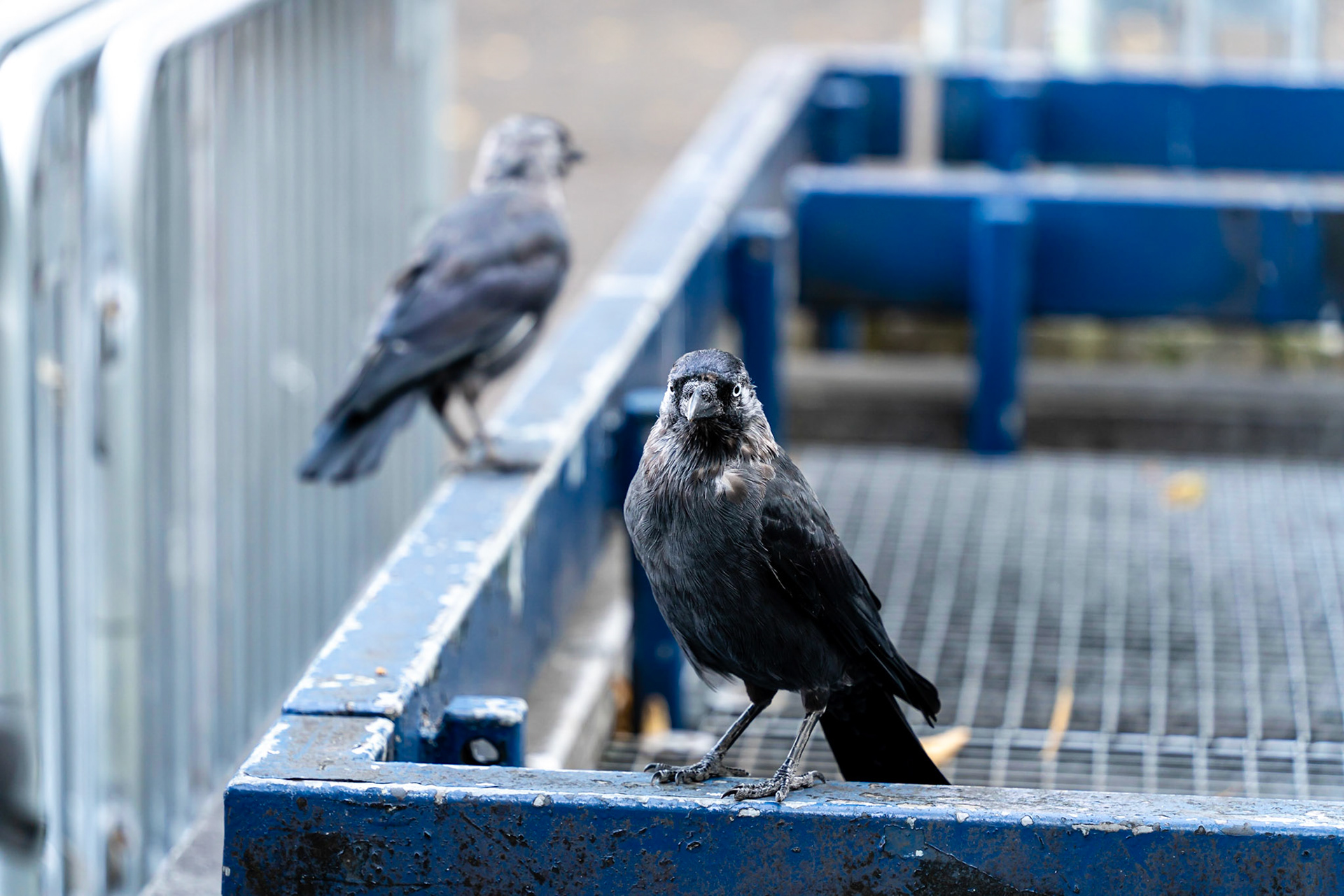 15 - Jackdaws on the lookout - Kauwen op de uitkijk