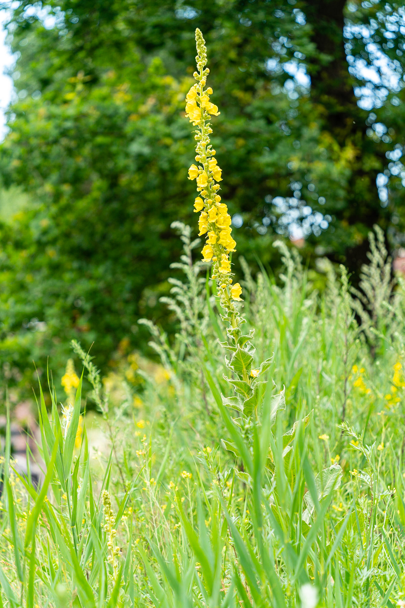 26 - Stokrozen Conradkade - Hollyhocks Conradkade