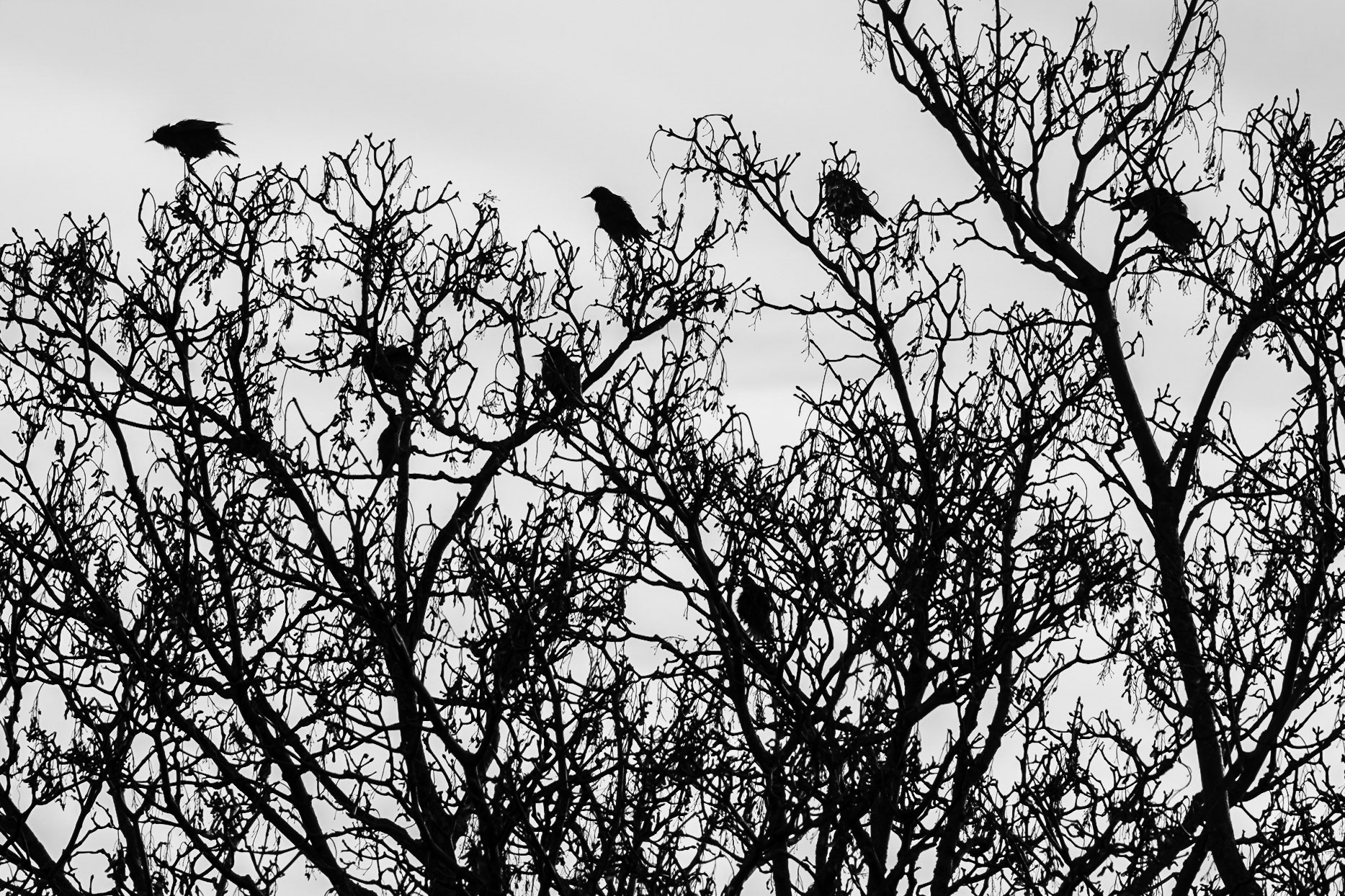 02 - Jackdaws in a tree - Kouwen in een boom