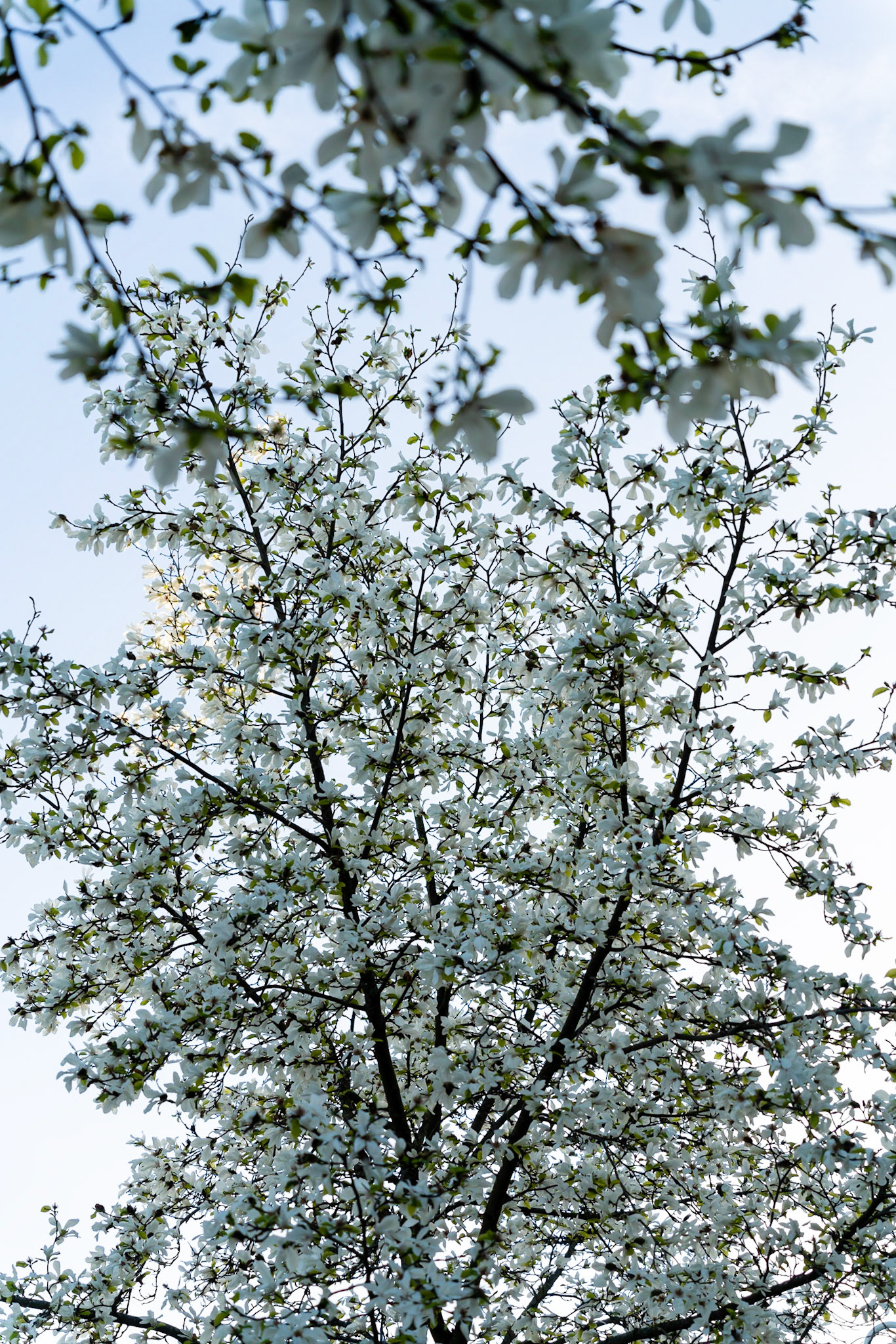 02 - Cherry Blossom in The Hague - Kersenbloesem in Den Haag