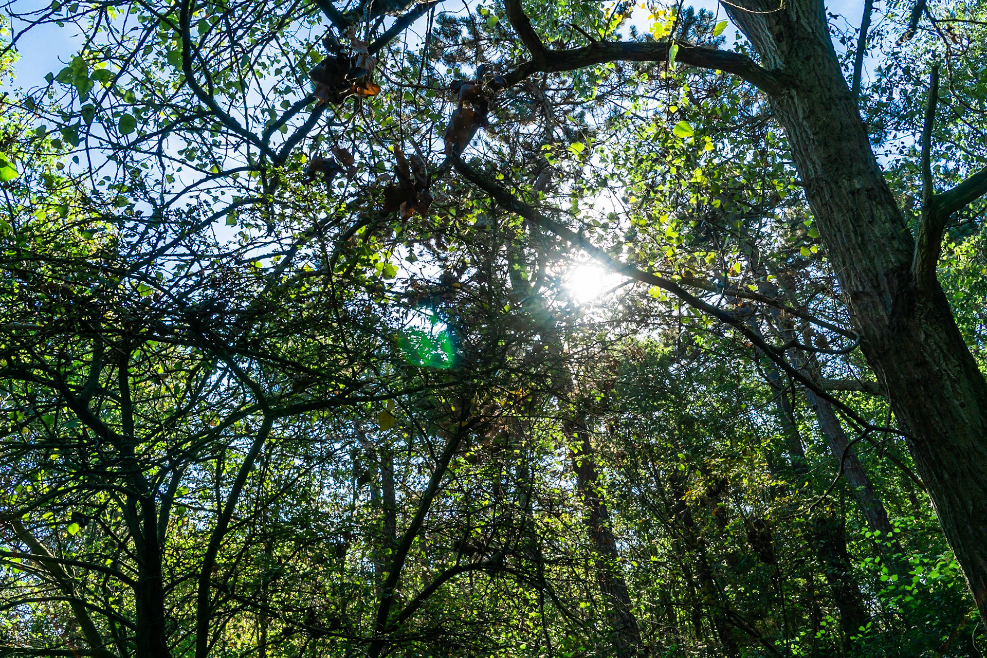 02 - Den Haag Bosjes van Poot