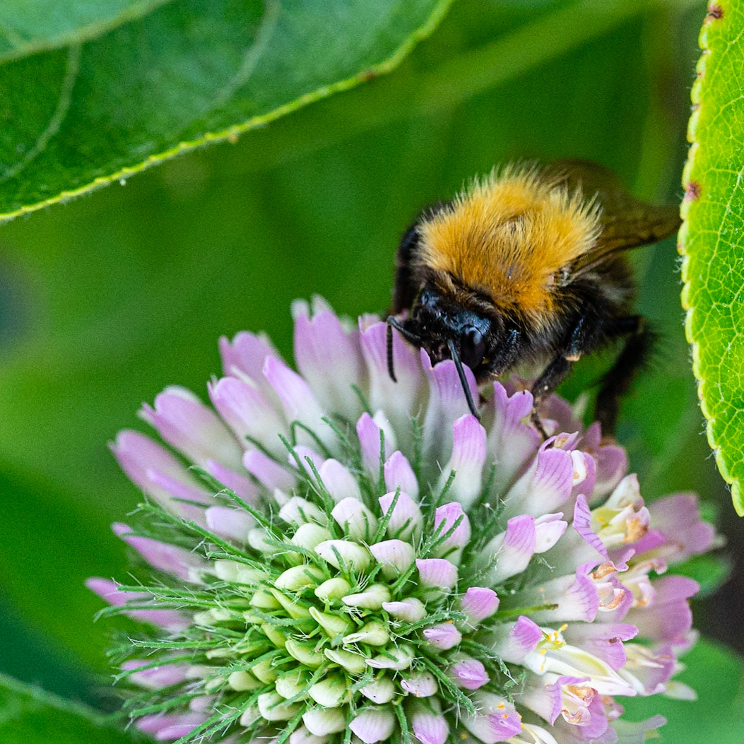 39 - Bumblebee on flower - hommel op een bloem