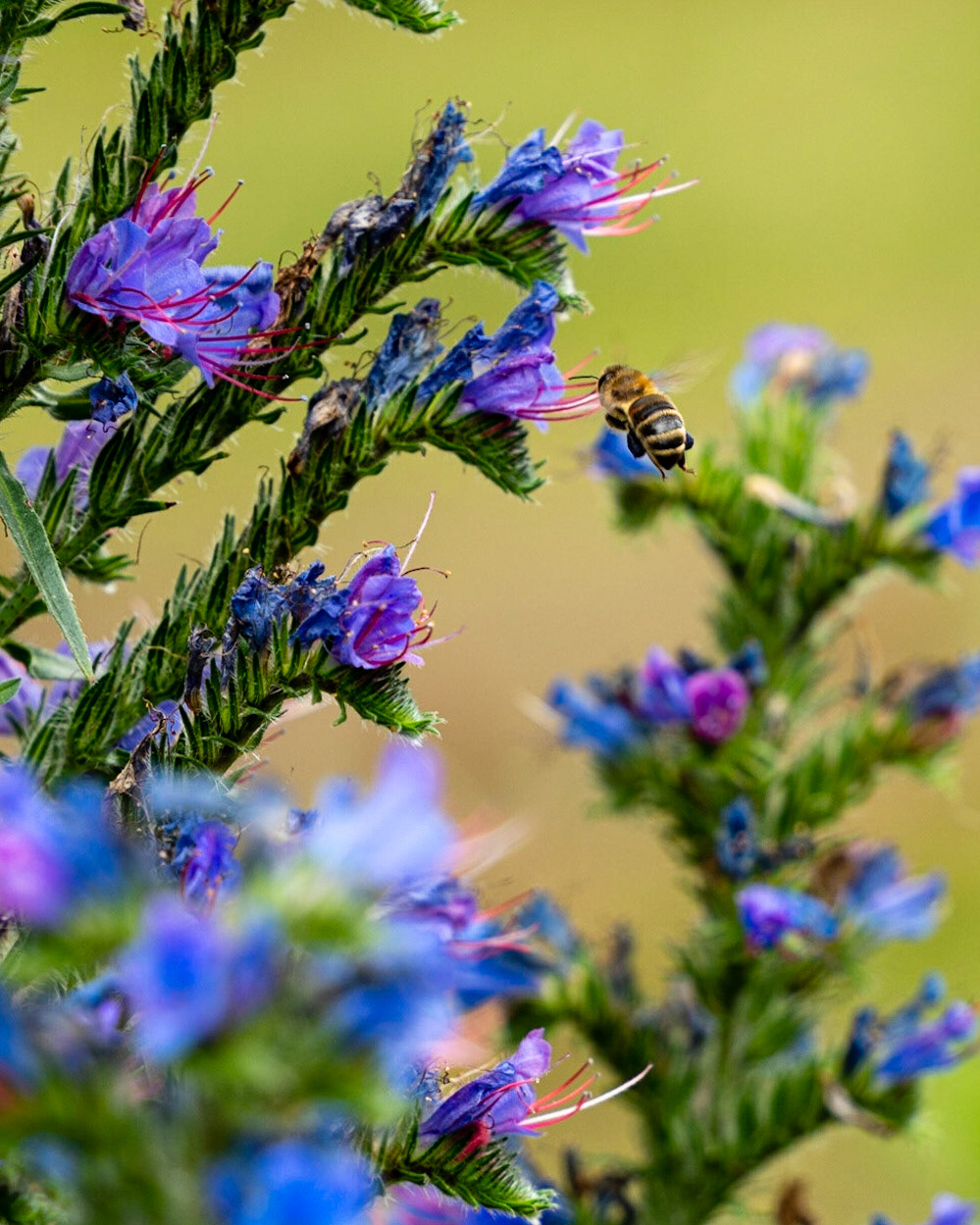 17 - Slangenkruid met bijen en hommels - Viper's-bugloss with bees and bumblebees
