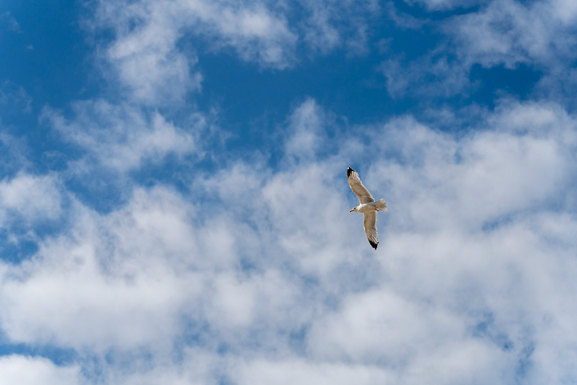 08 - Herring gull - Zilvermeeuw
