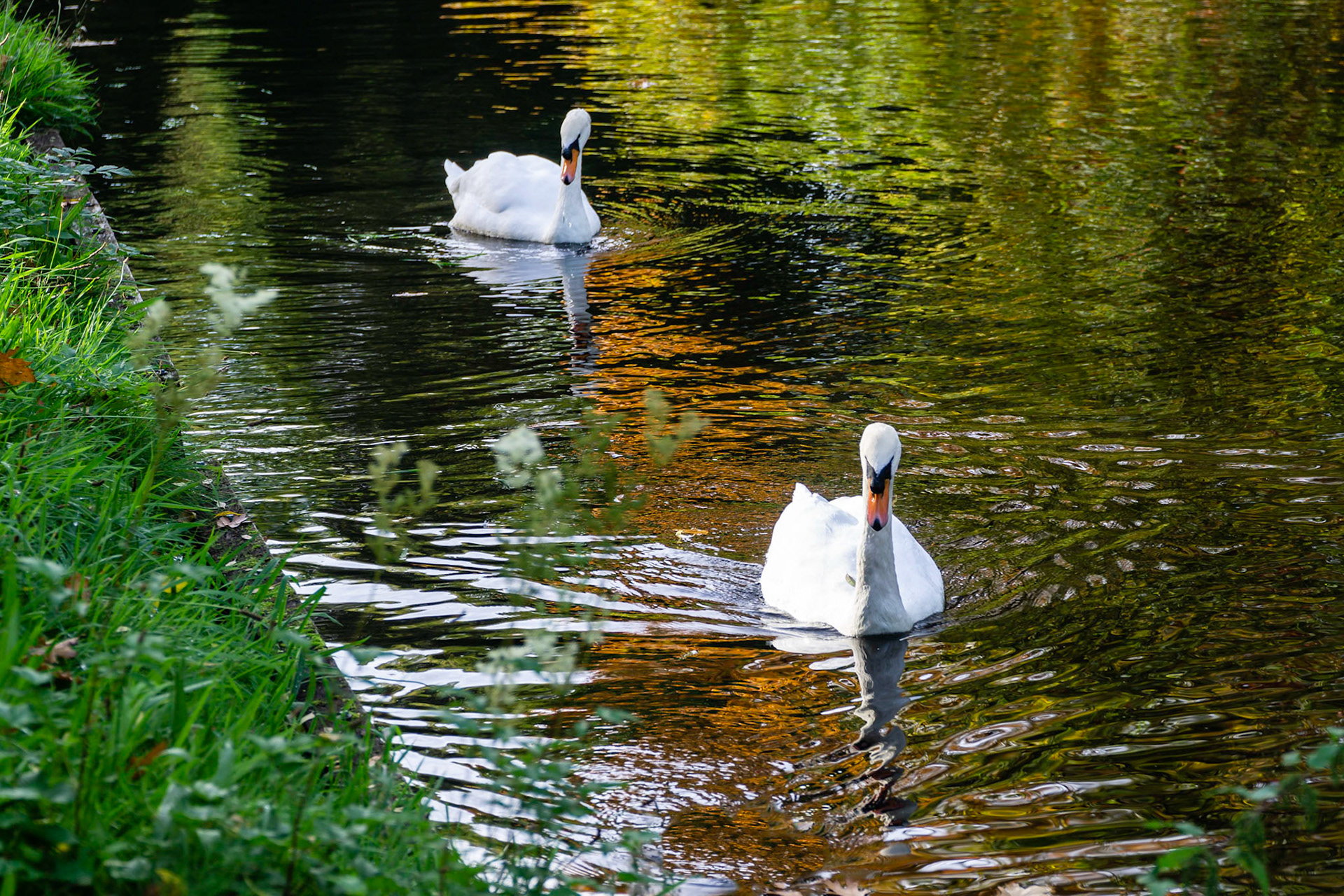 Zwanen in het park. Swans in the park.