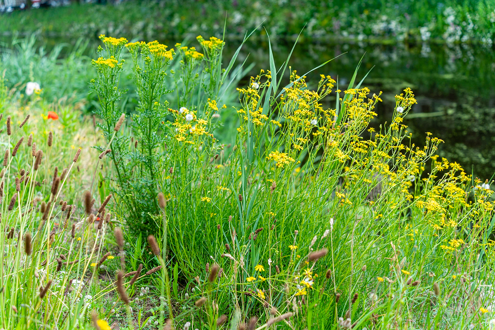 14 - Wilde bloemen langs een gracht - Wild flowers along a canal