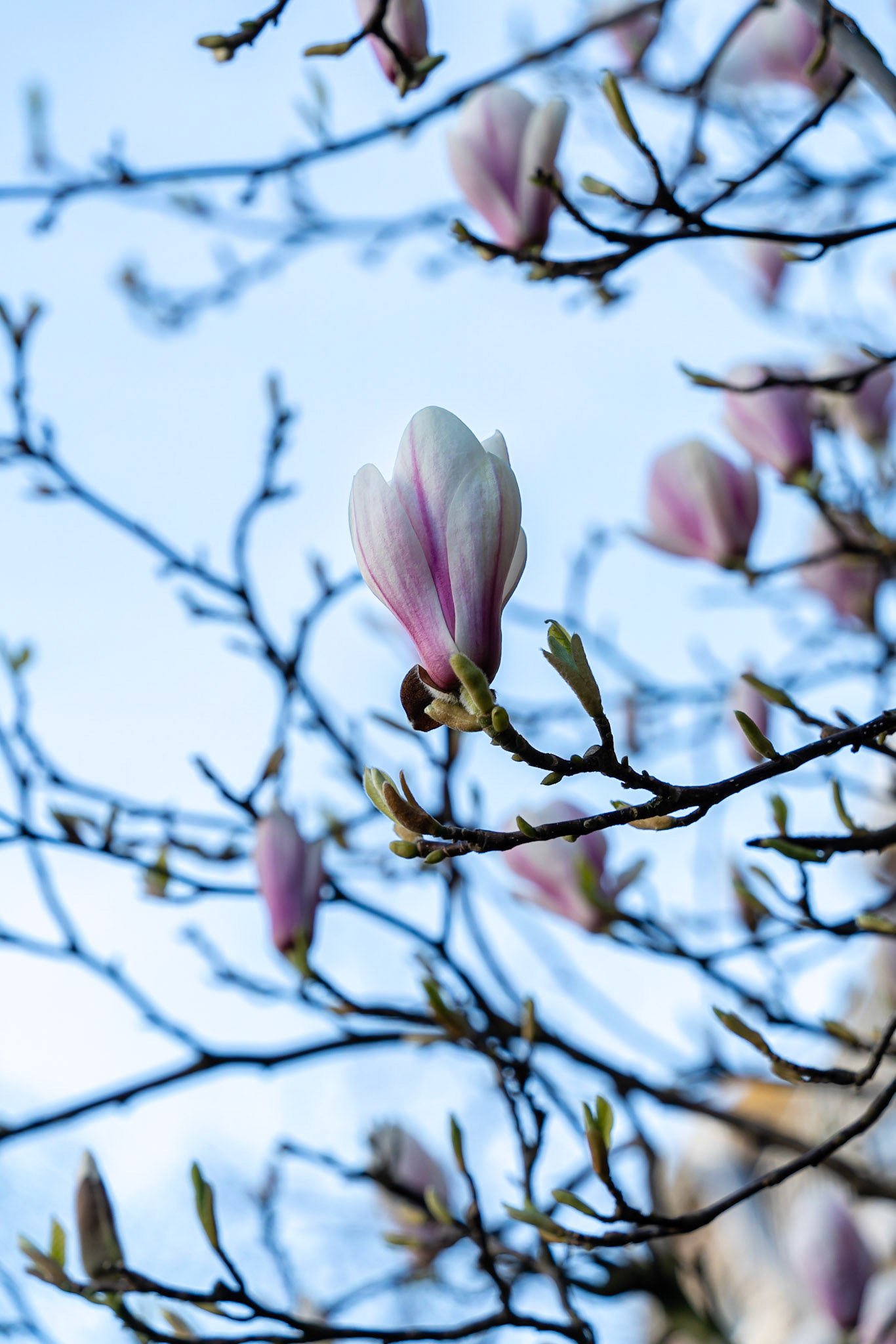 05 - Cherry Blossom in The Hague - Kersenbloesem in Den Haag