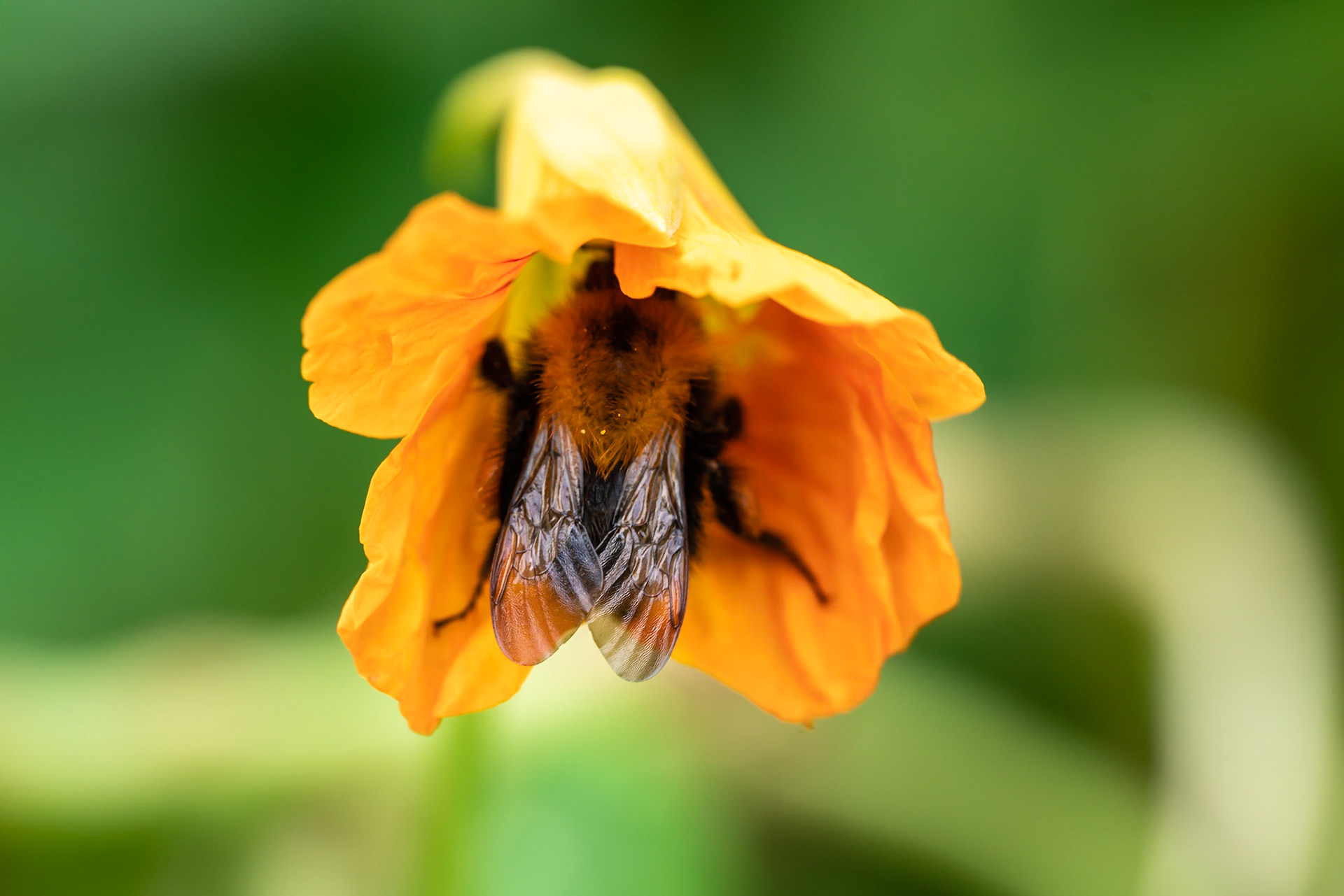 40 - Bumblebee on a flower - hommel op een bloem