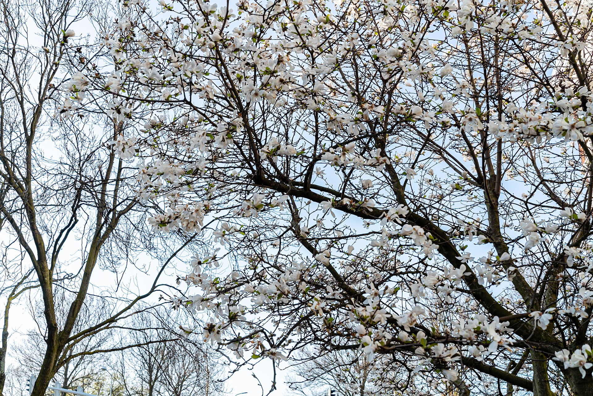 06 - Cherry Blossom in The Hague - Kersenbloesem in Den Haag