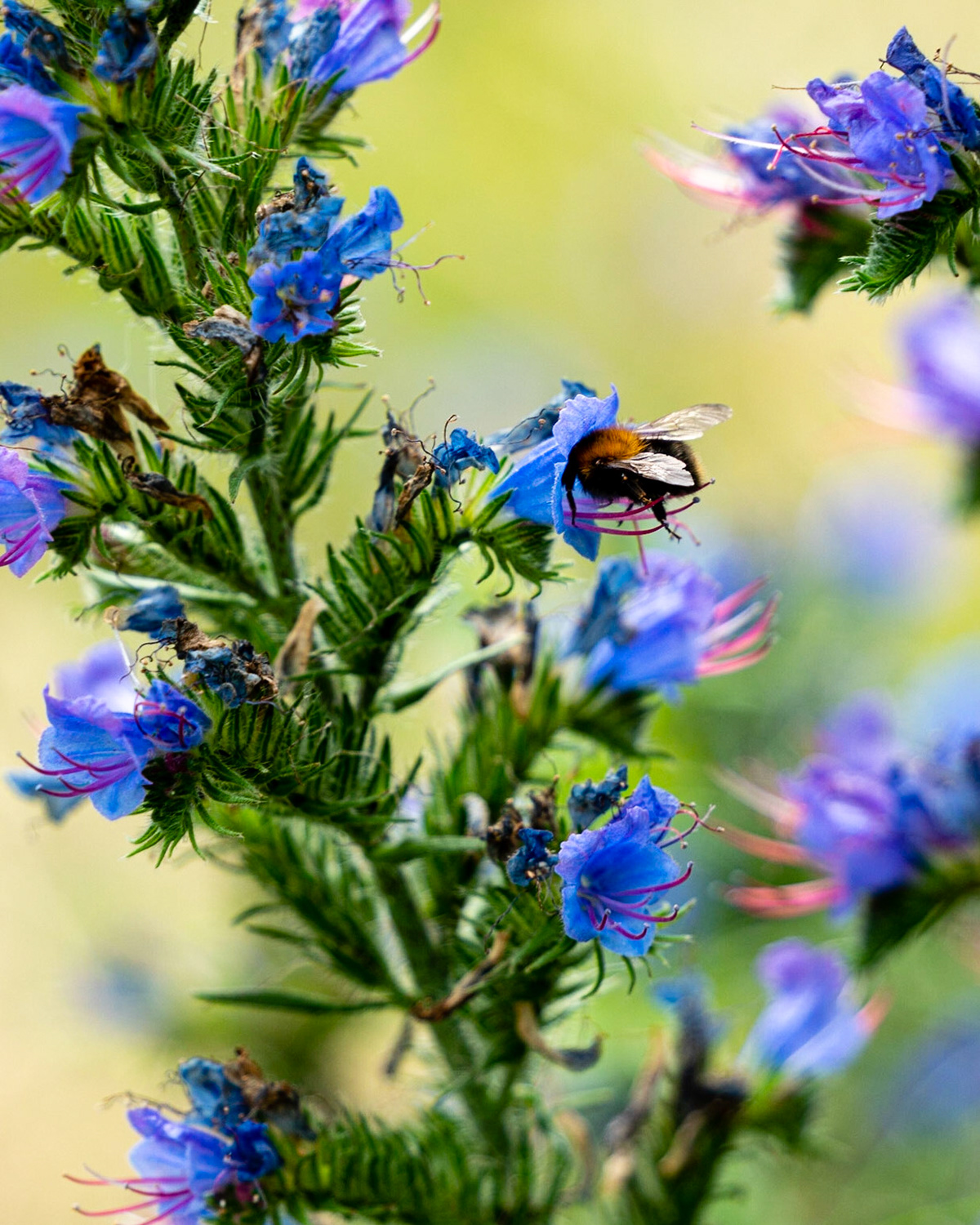 19 - Slangenkruid met bijen en hommels - Viper's-bugloss with bees and bumblebees