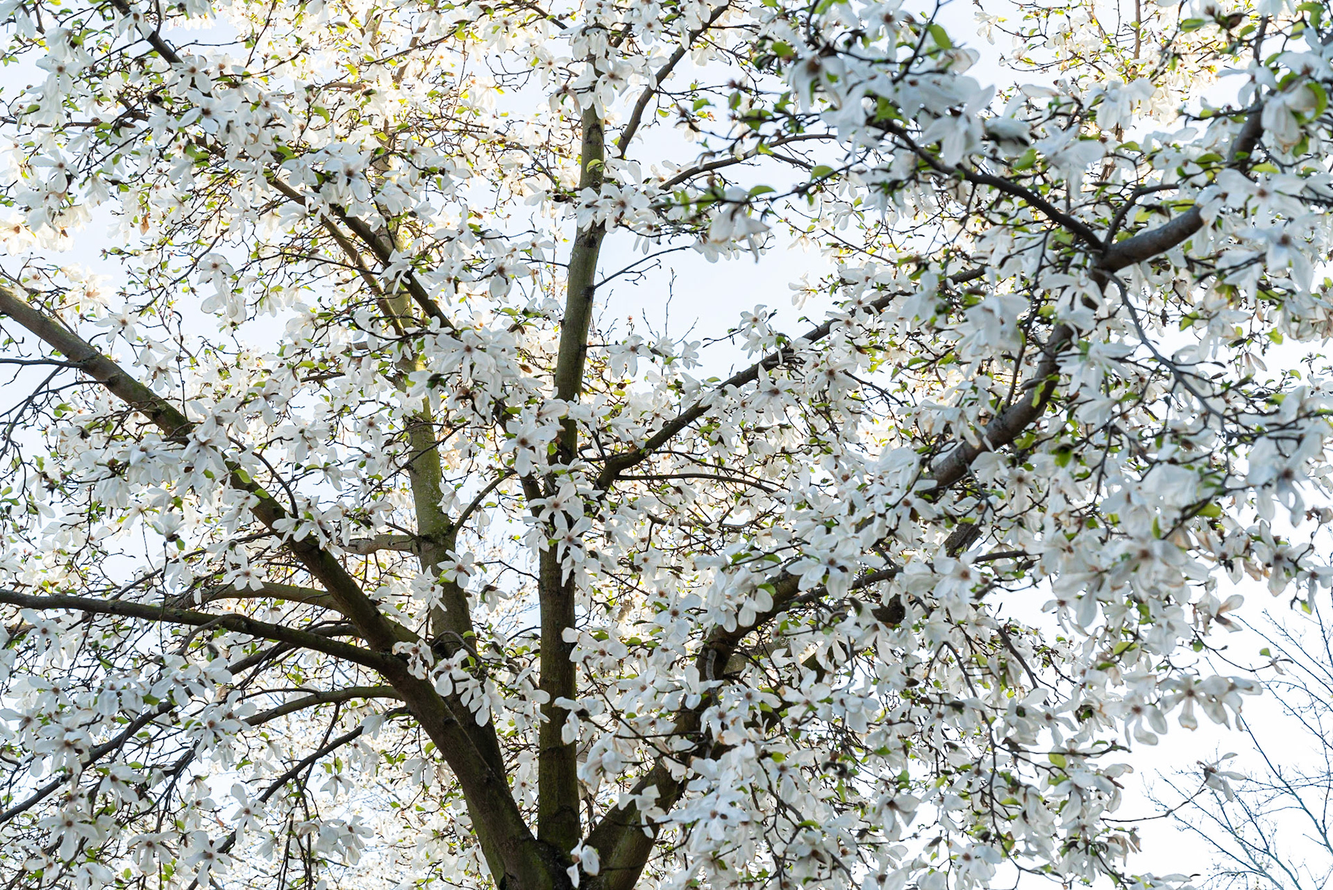 01 - Cherry Blossom in The Hague - Kersenbloesem in Den Haag