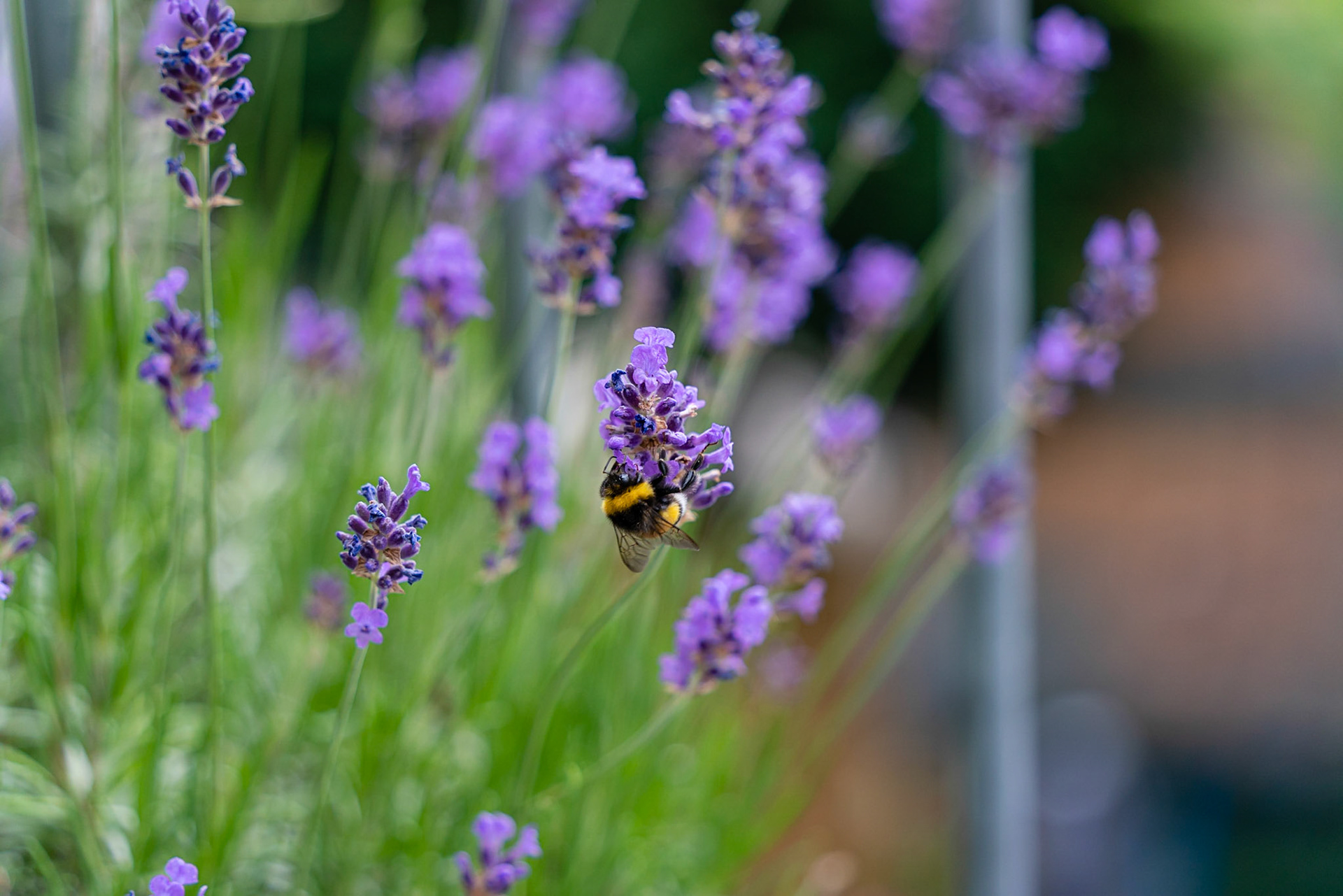 12 - Hommel op een lavendelbloem - Bumblebee on lavender