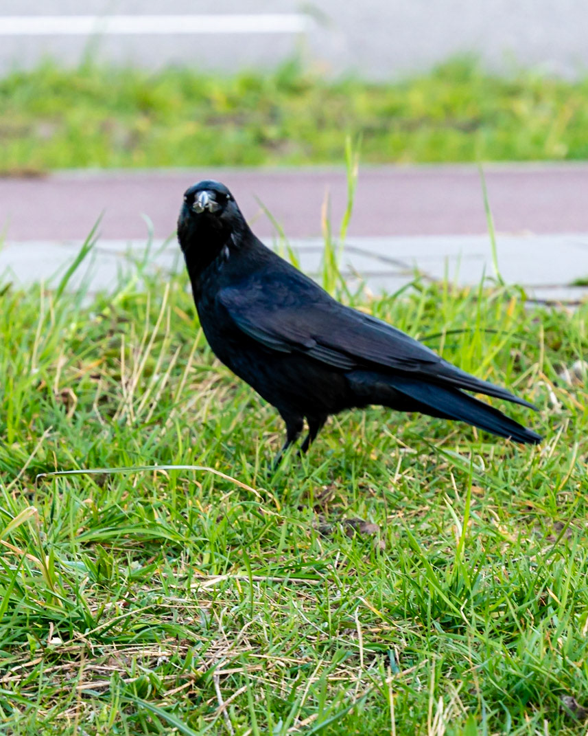 03 - Curious Crow - Nieuwsgierige Kraai