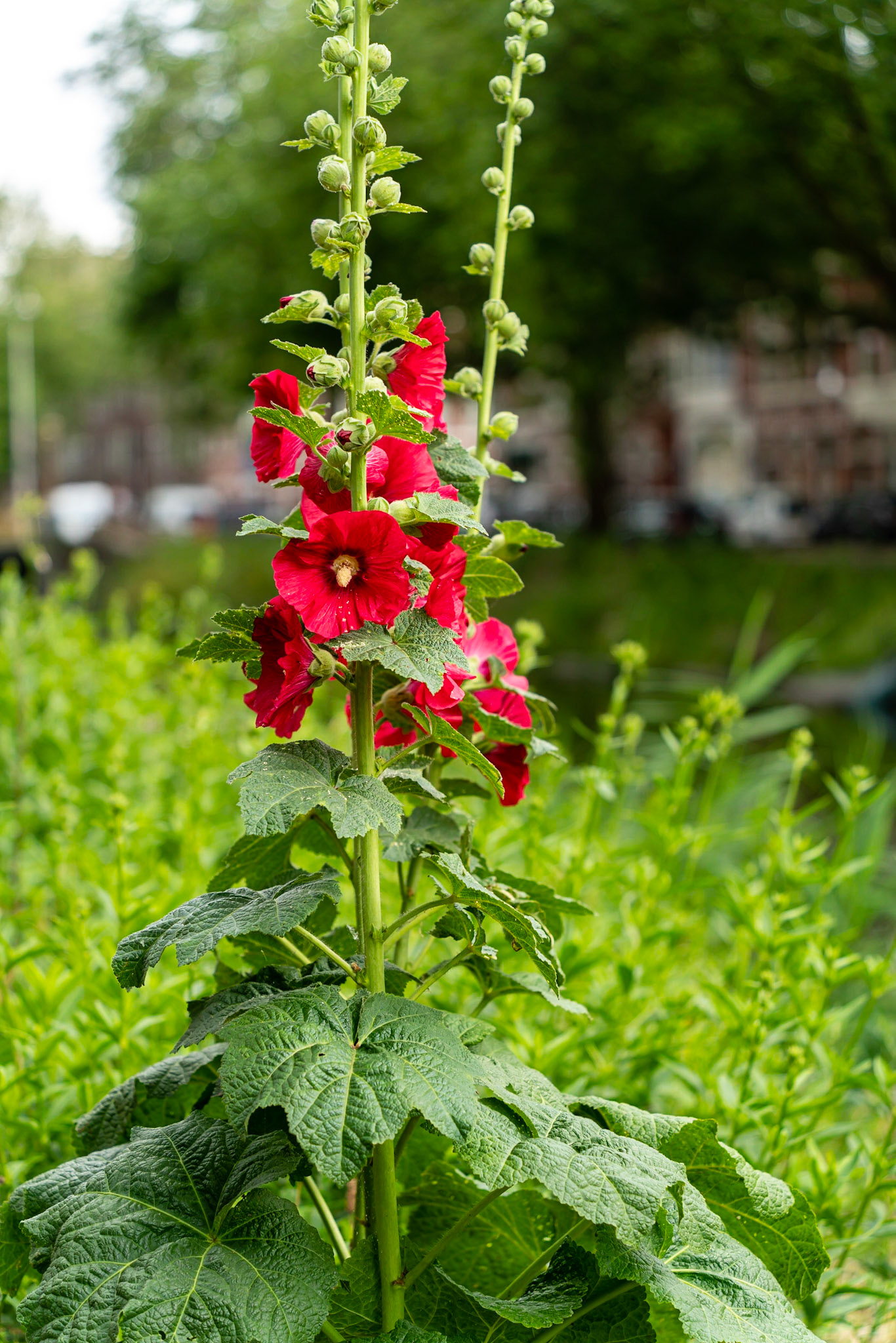20 - Stokrozen Conradkade - Hollyhocks Conradkade