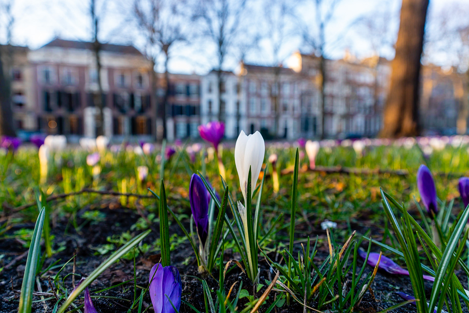 52 - Krokussen op het Lange Voorhout