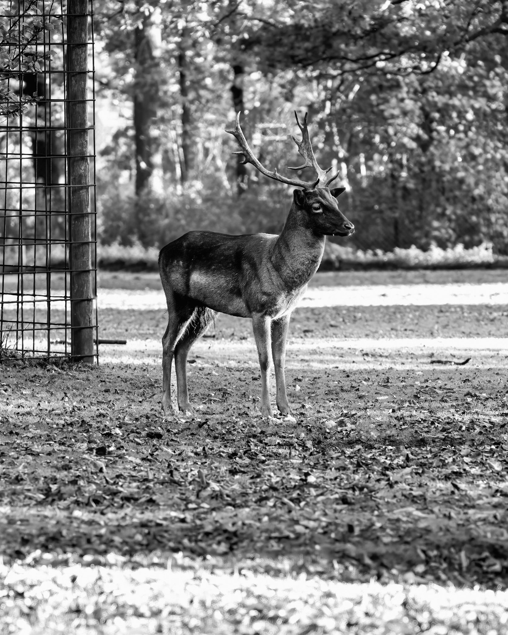 04 - Den Haag, Koekamp