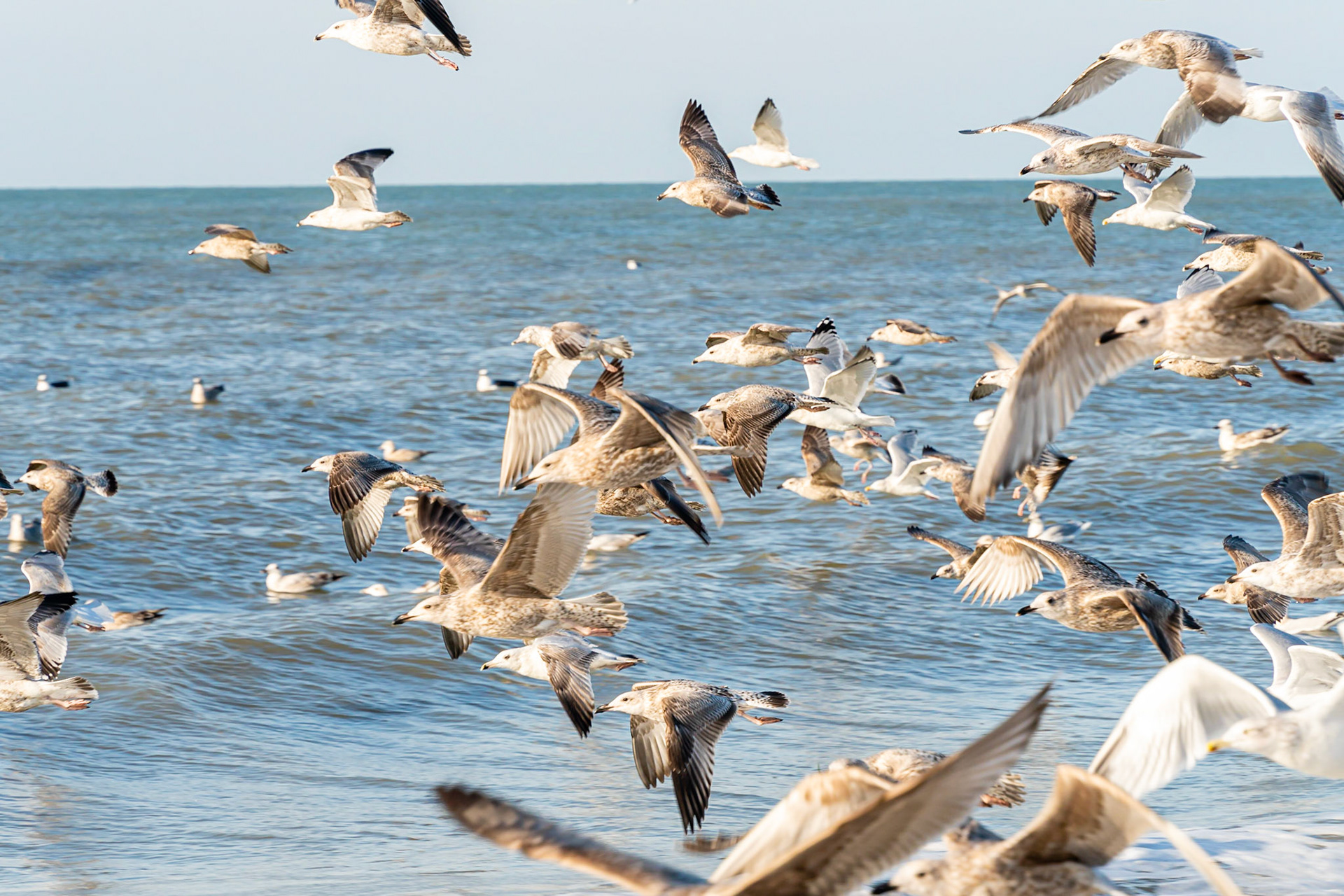 22 - Herring gull - Zilvermeeuw