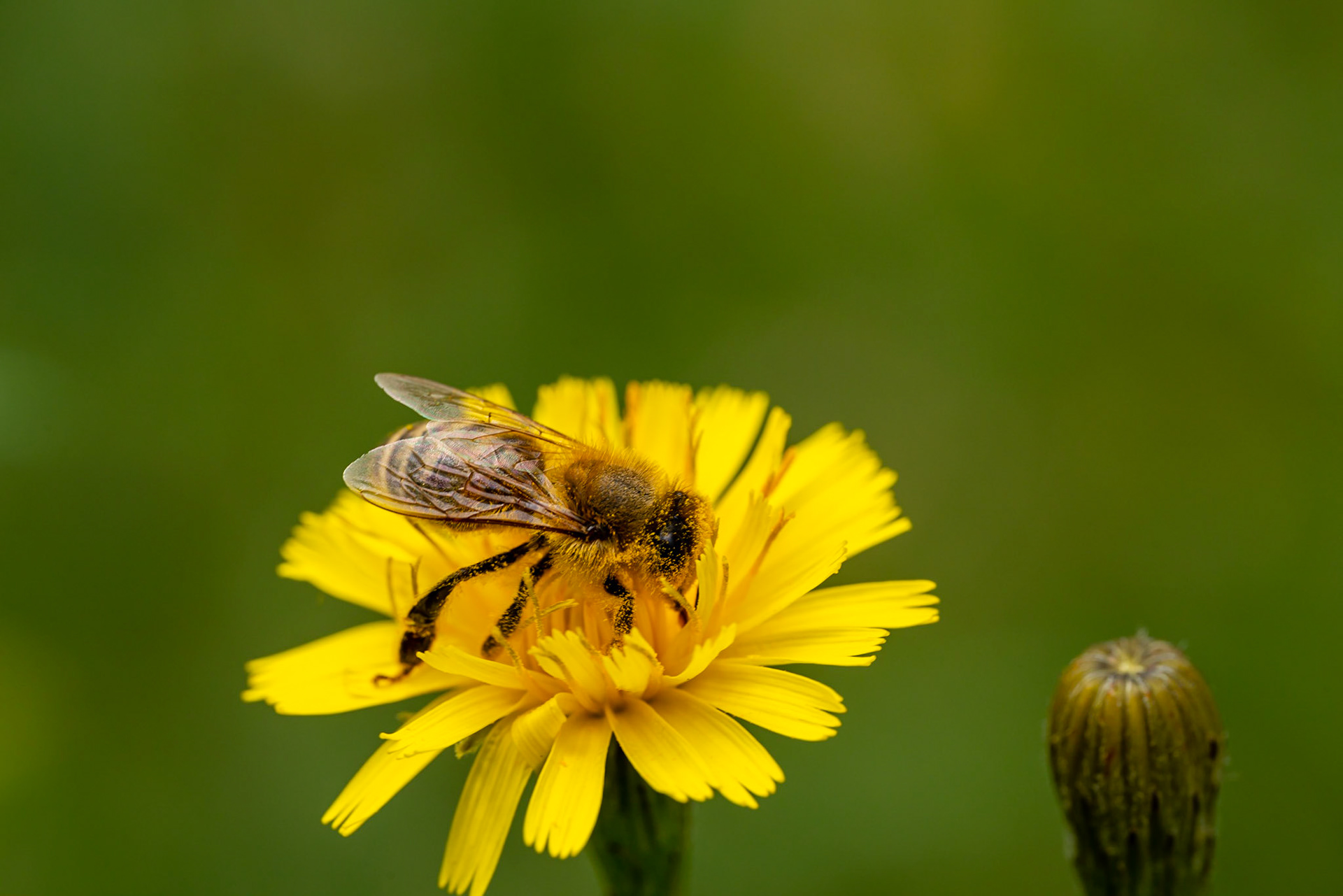 32 - Bee at work - Bij aan het werk