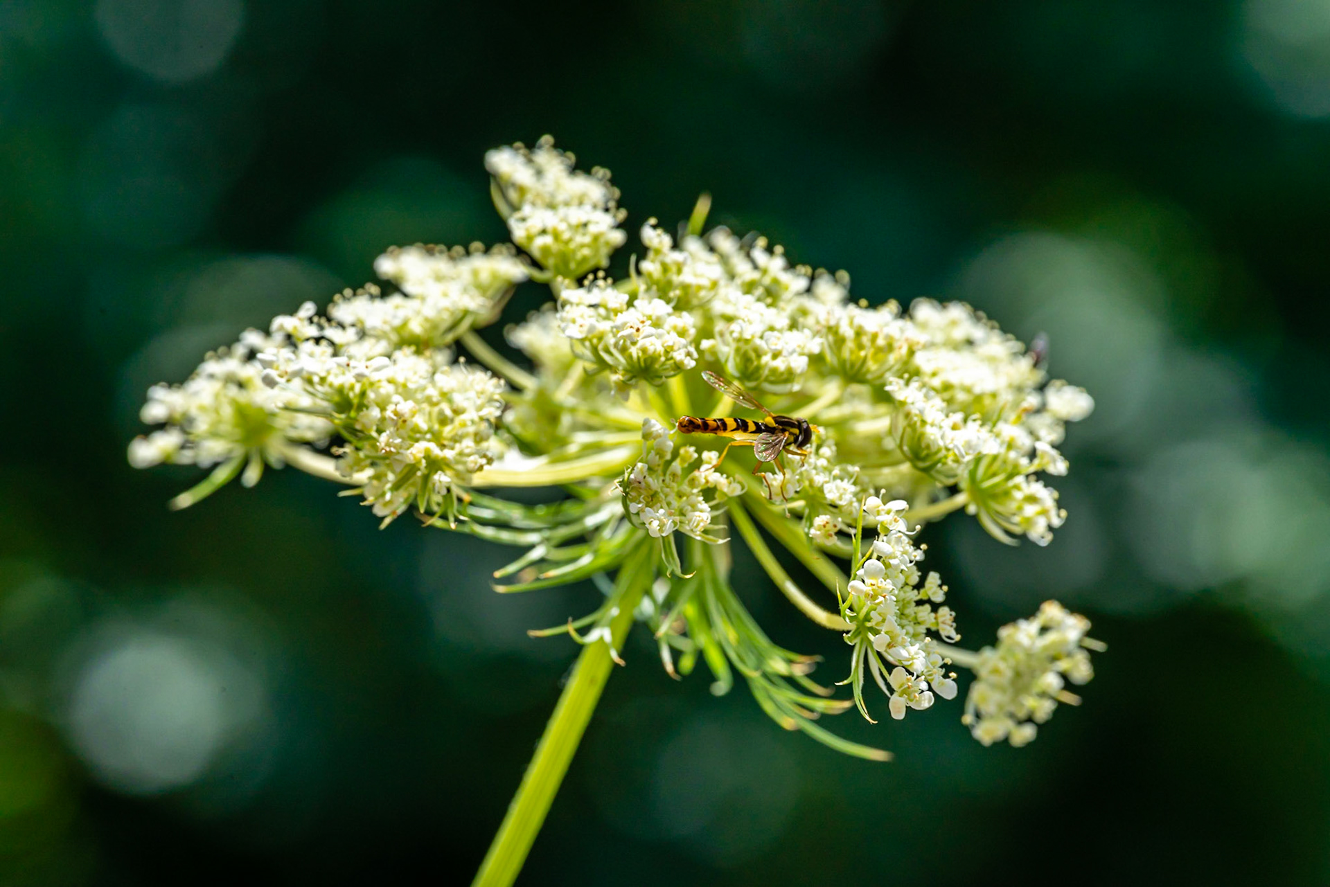 57 - Zweefvlieg op bloem van wilde peen