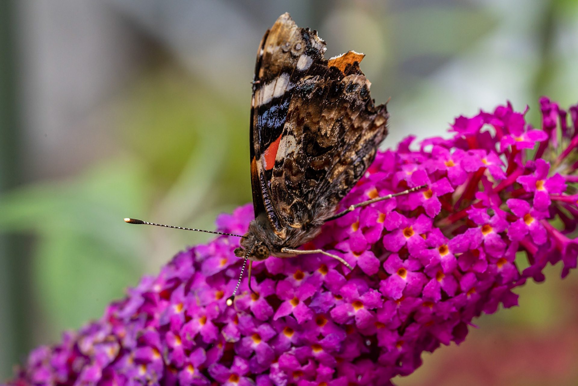 56 - Atalanta vlinder