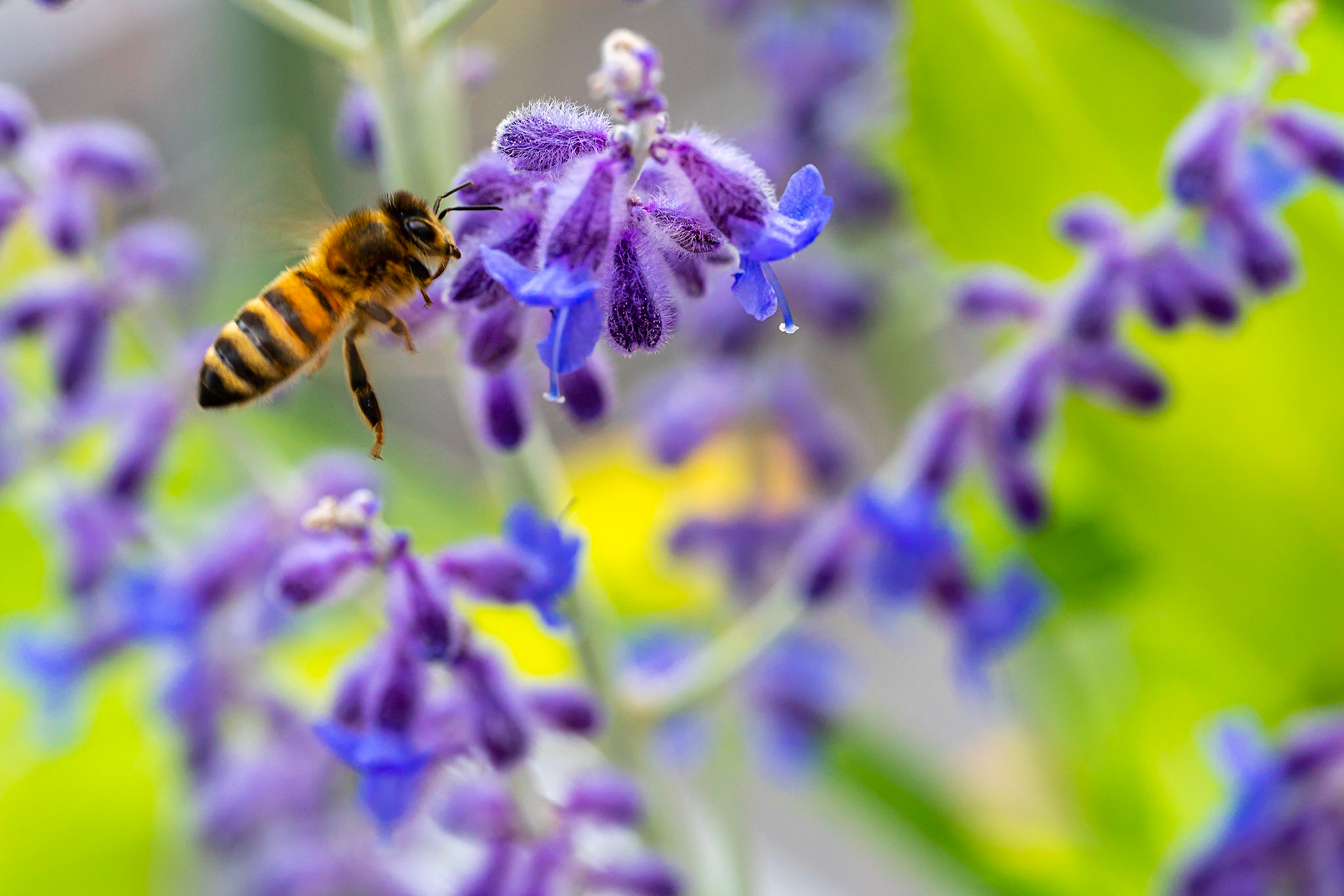 58 - Bij op lavendel