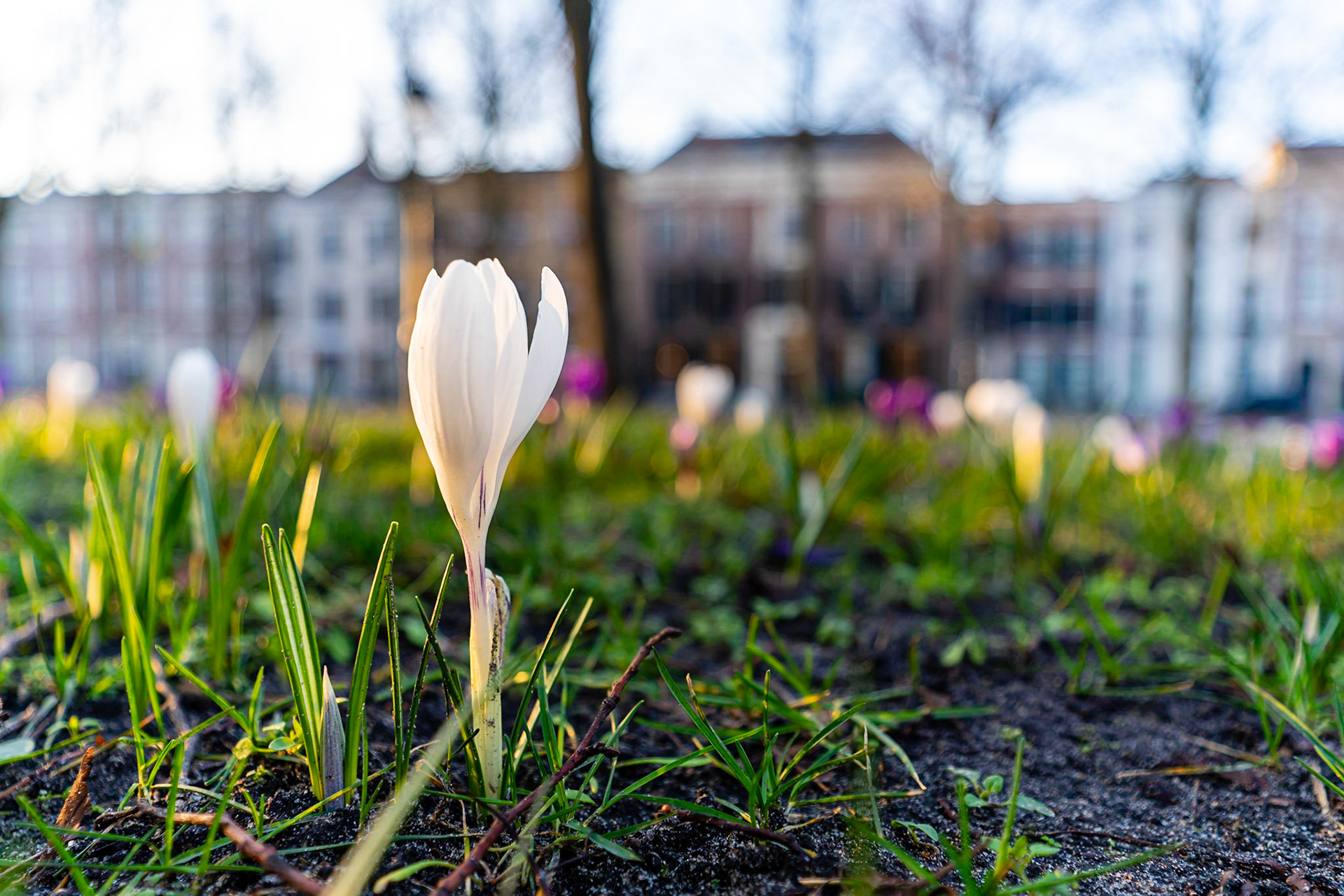 51 - Krokussen op het Lange Voorhout