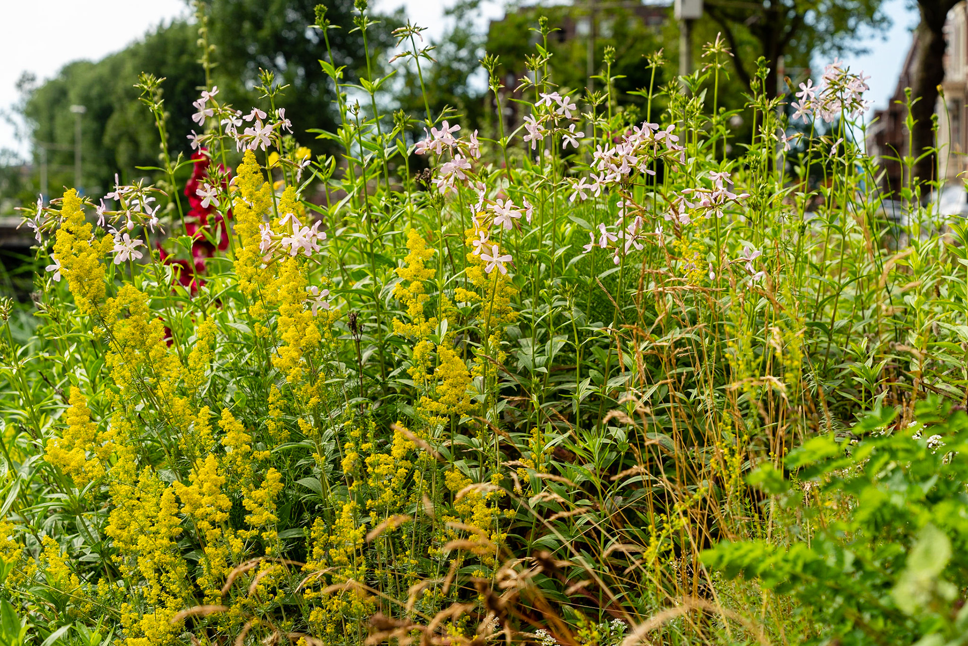 16 - Wilde bloemen langs een gracht - Wild flowers along a canal